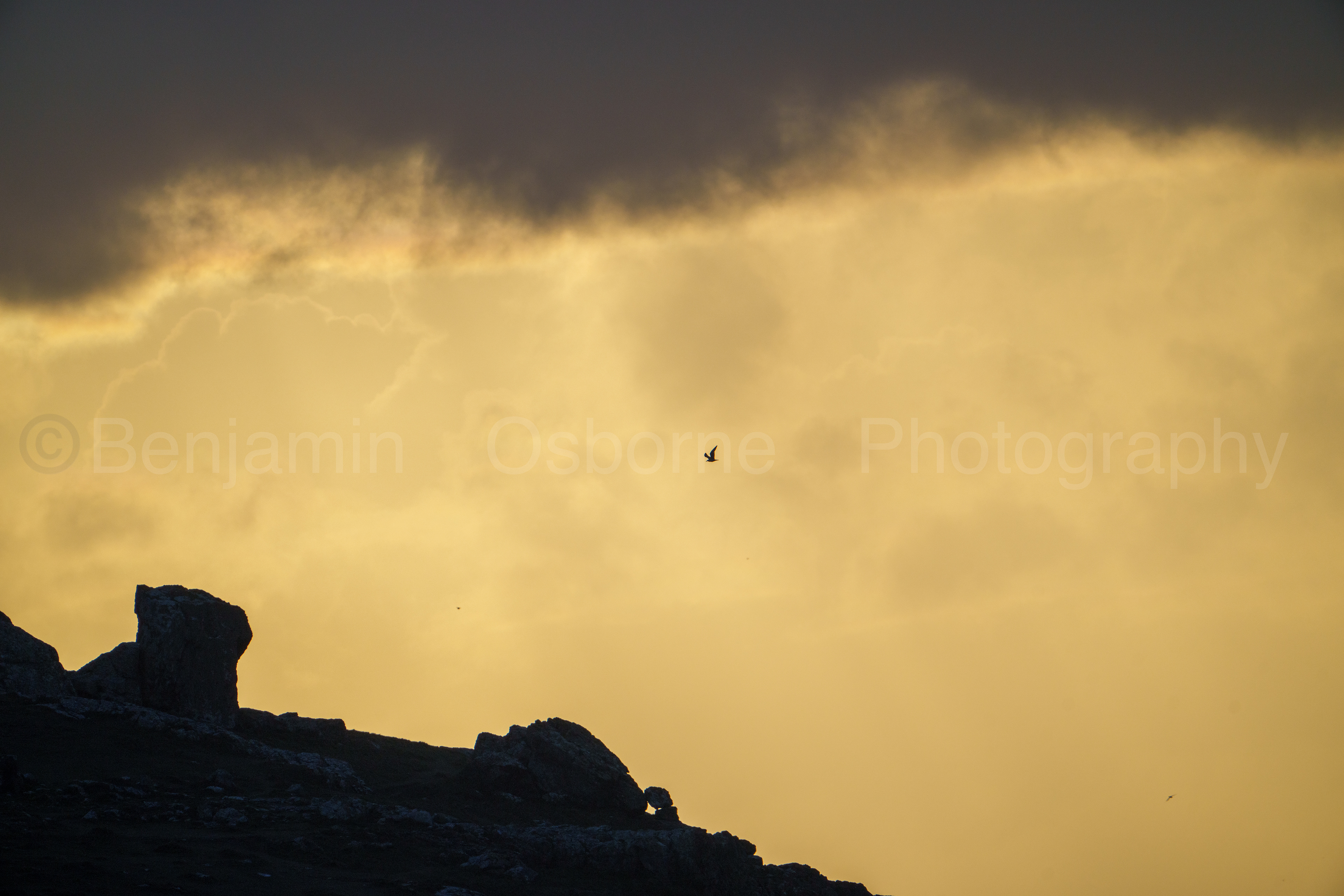 Herring gull 3