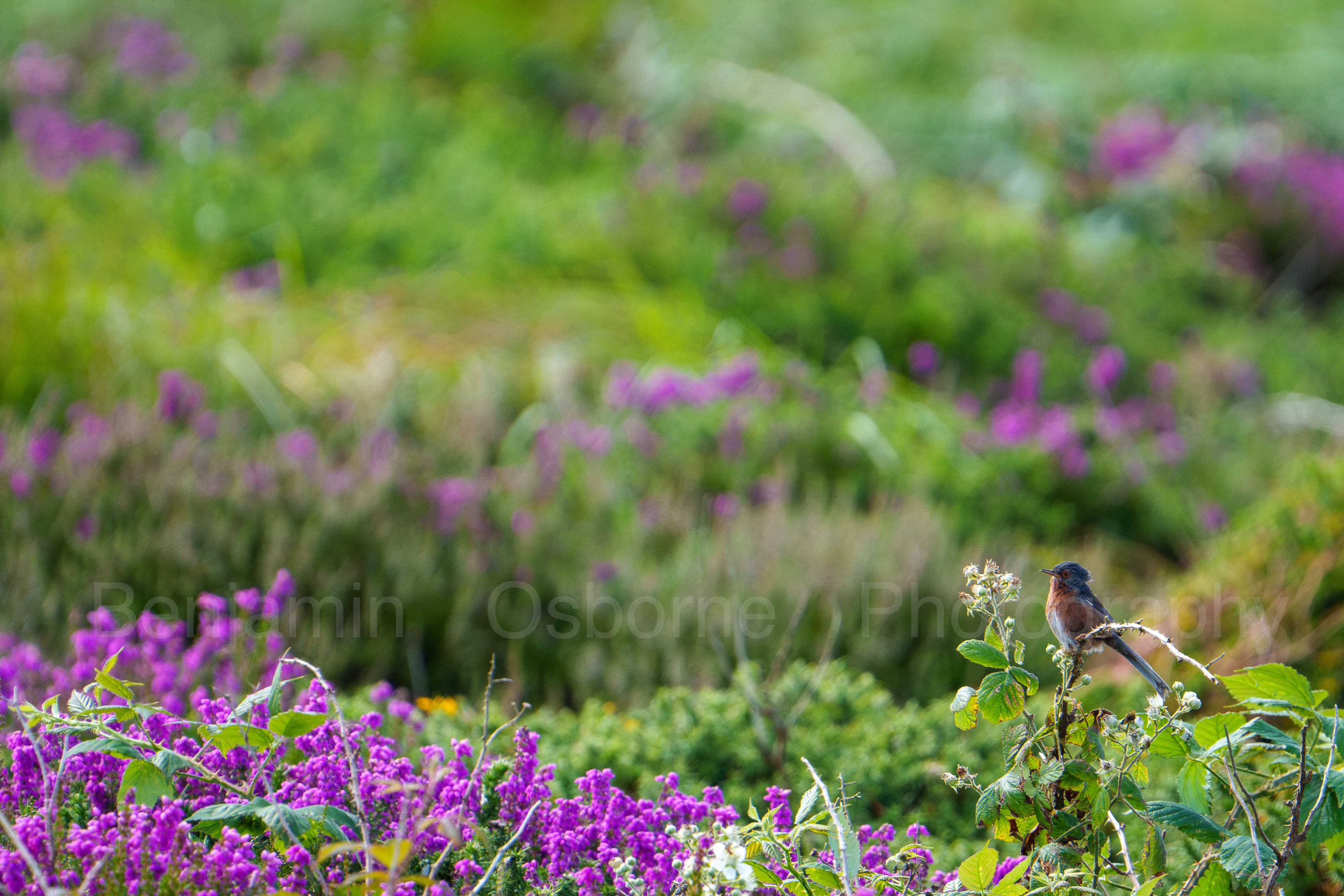 Dartford warbler 2