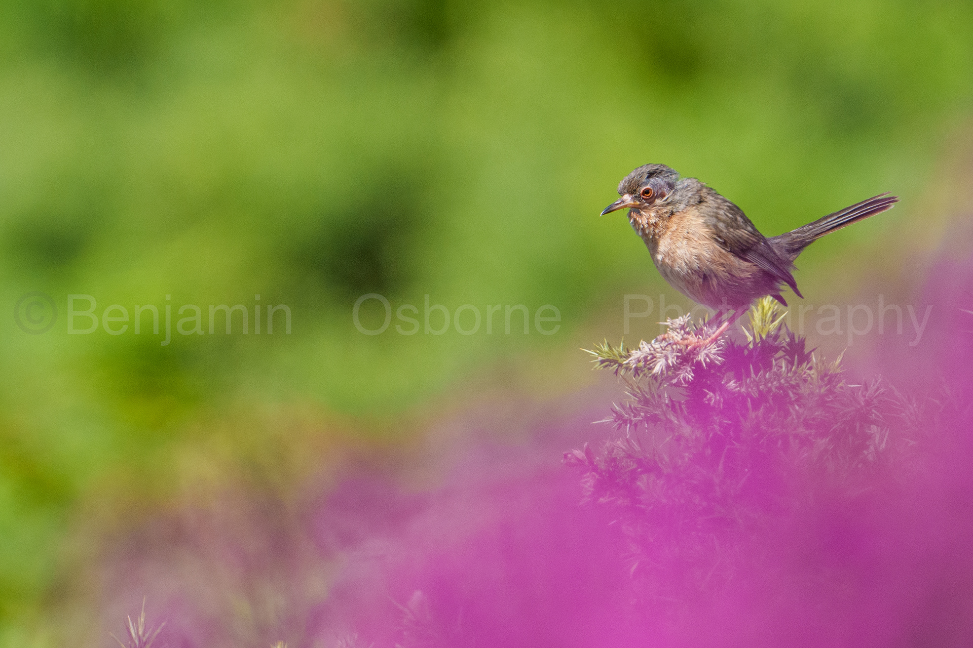 Dartford warbler 4