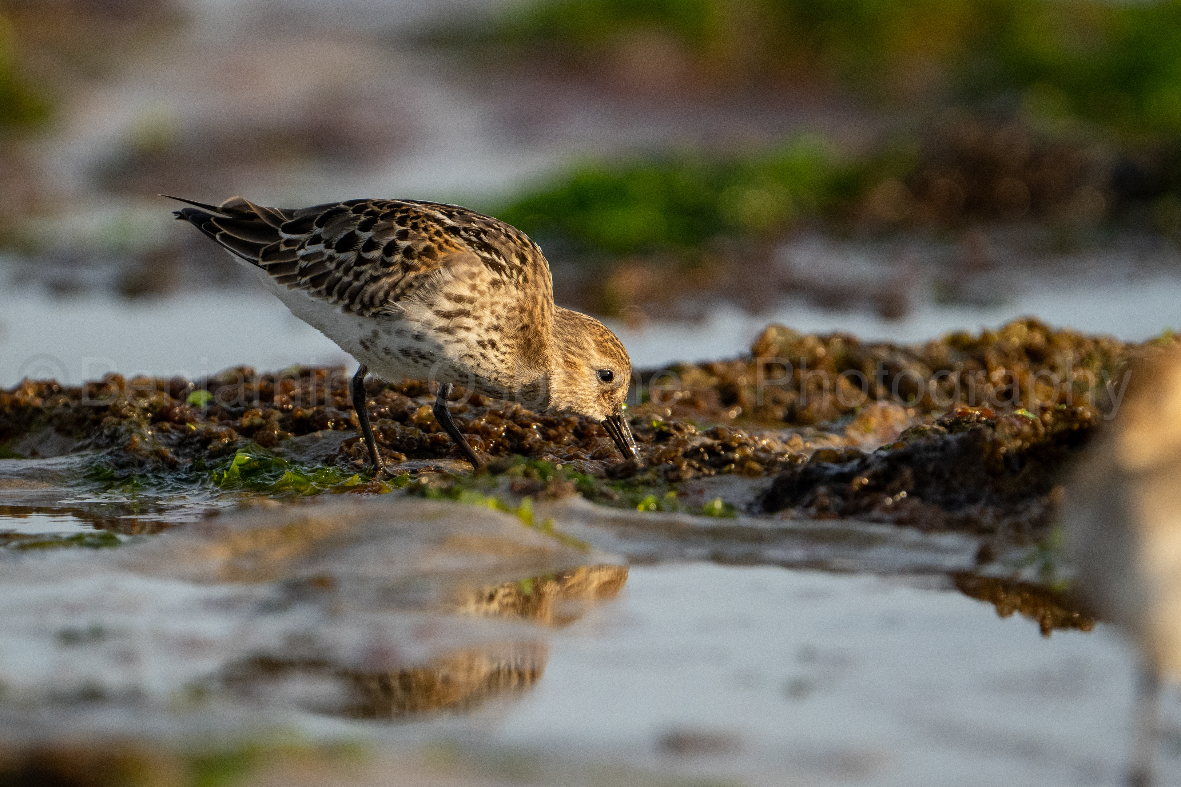 Dunlin 7