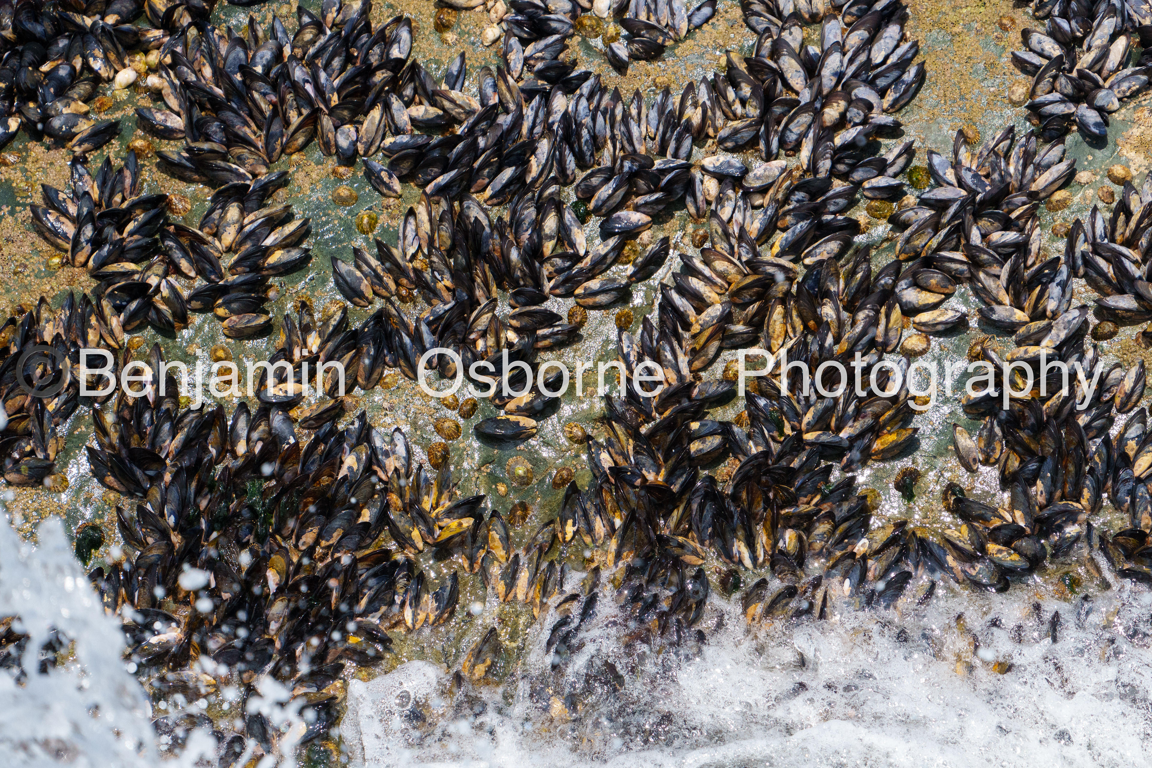 Barnacles