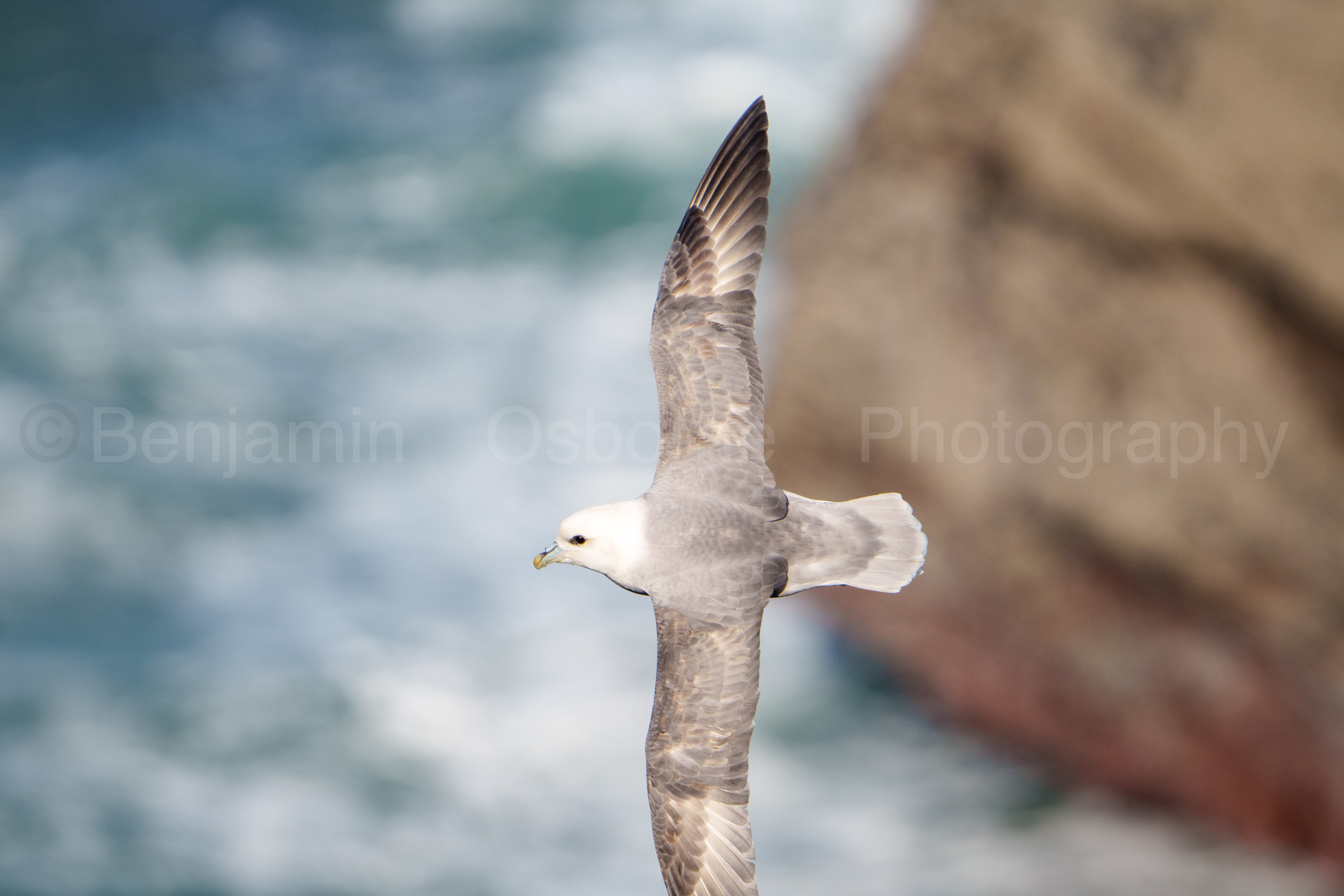 Fulmar 9