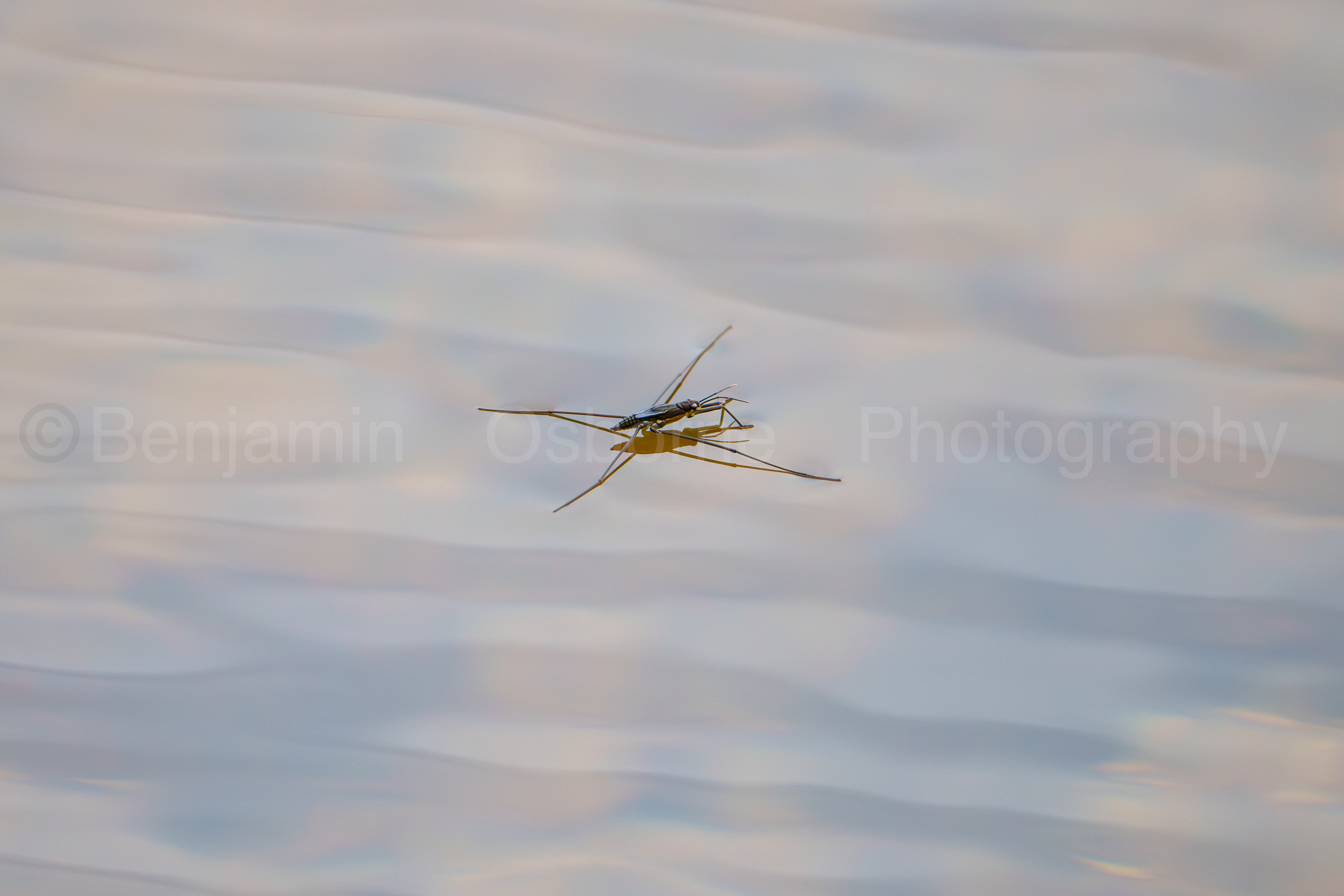 Common pond skater
