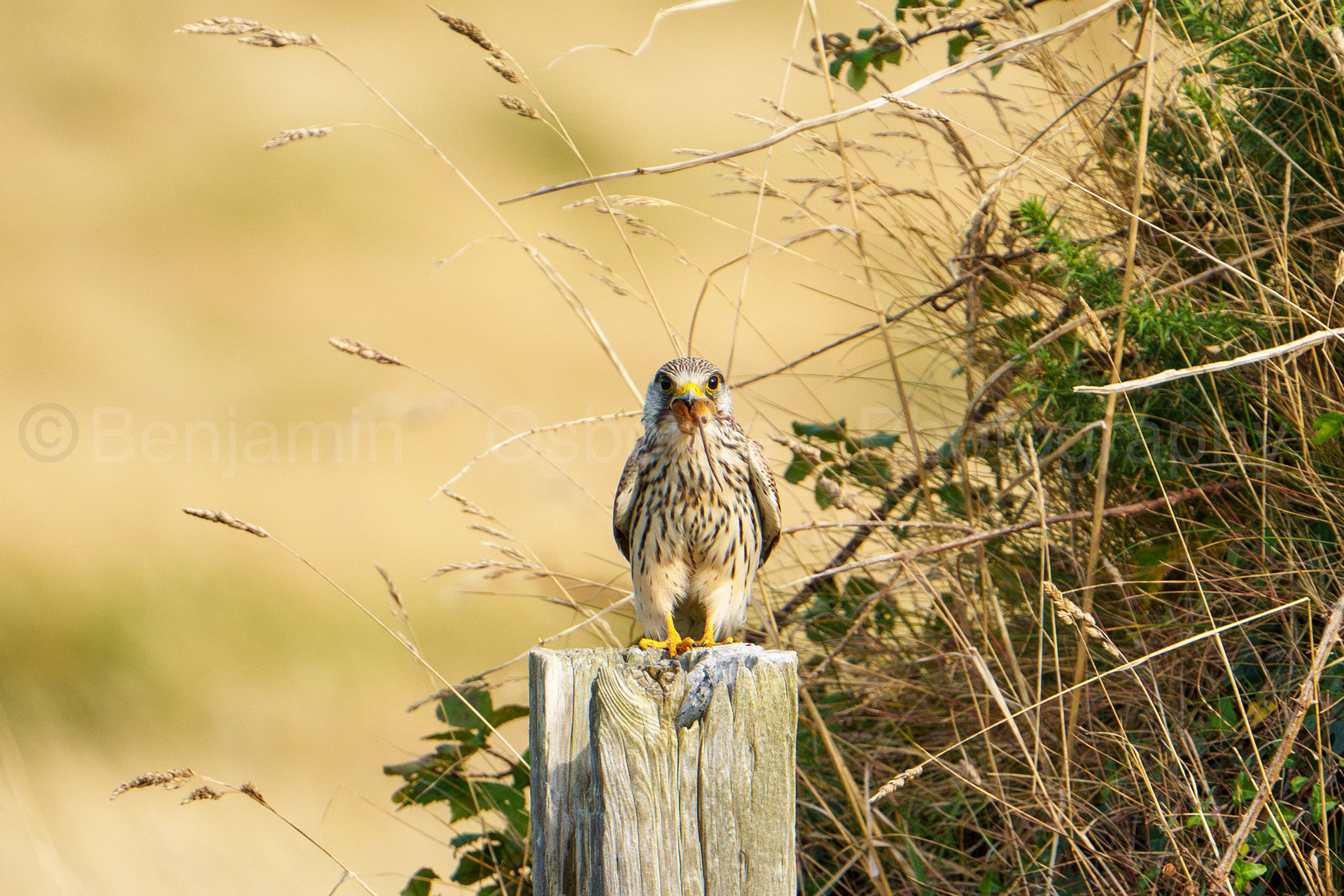 Kestrel