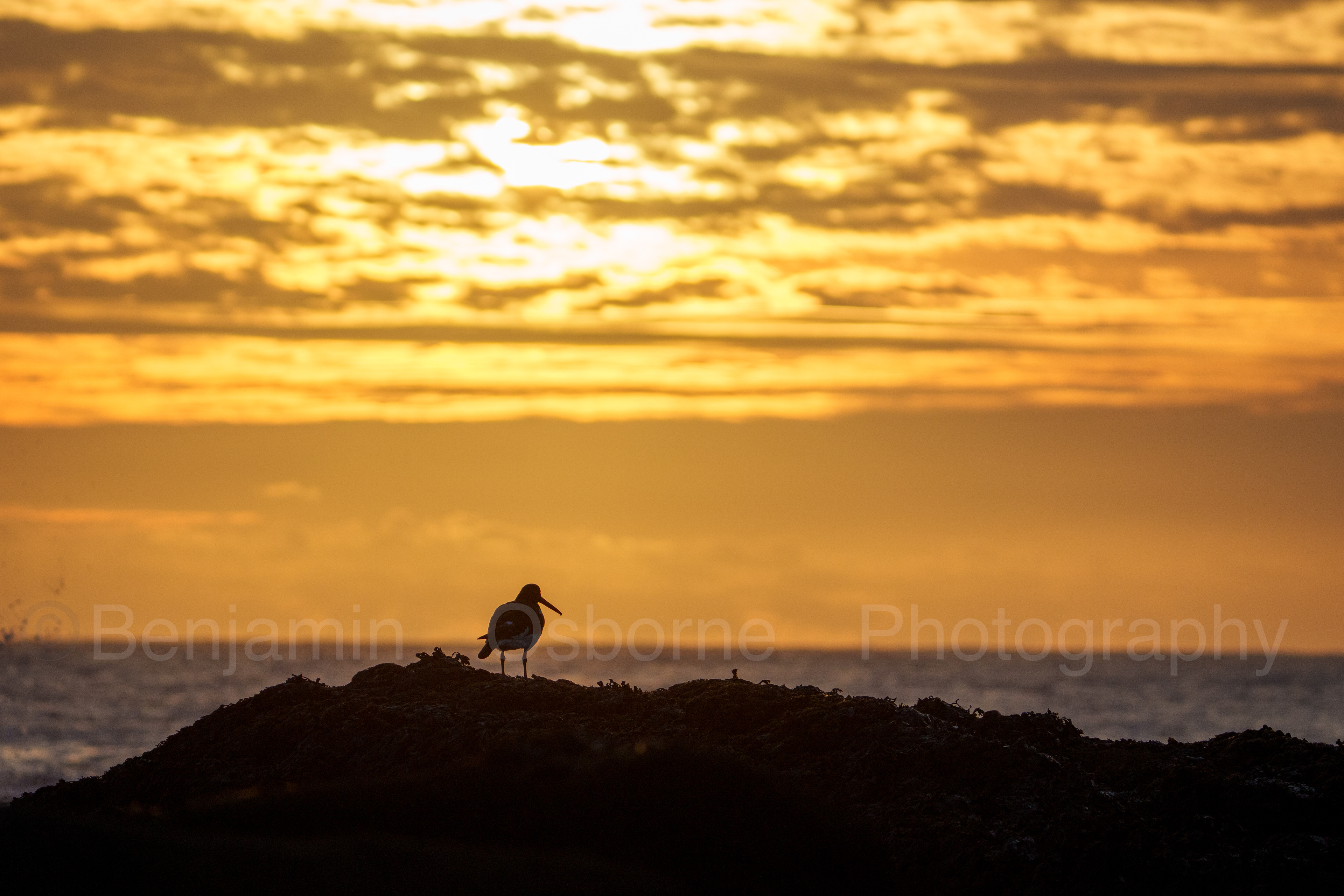 Oystercatcher