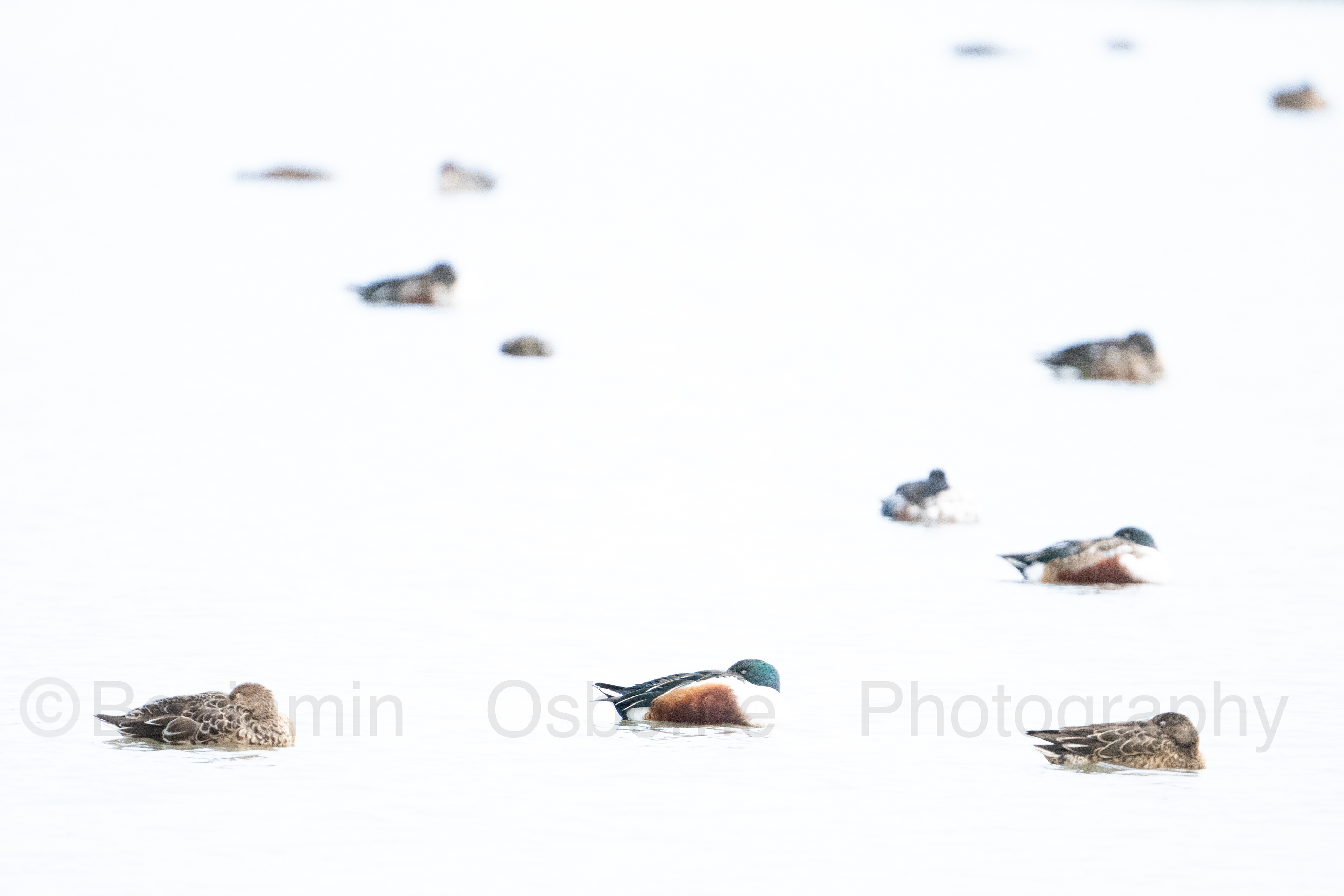 Shovelers