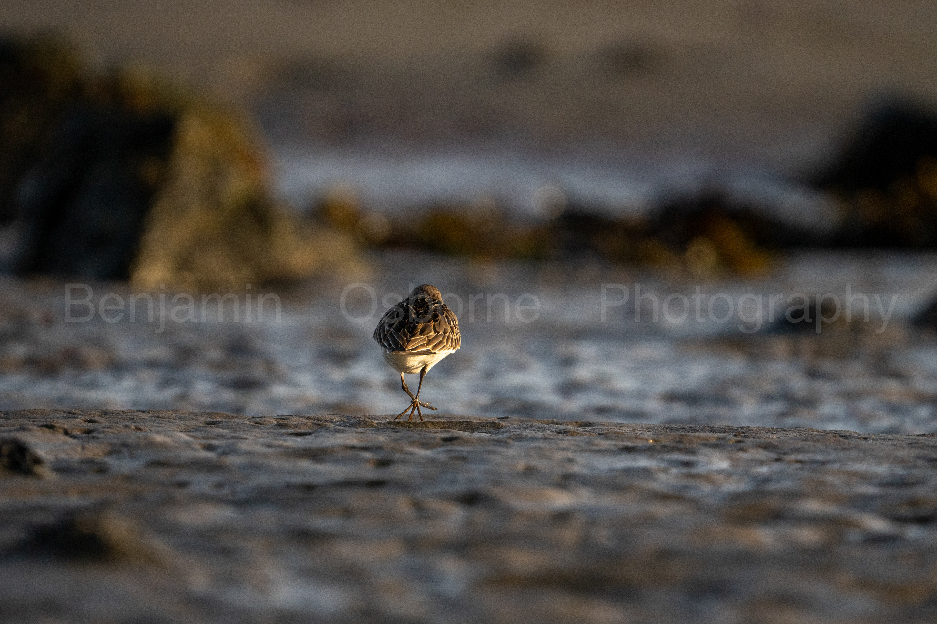 Dunlin 4