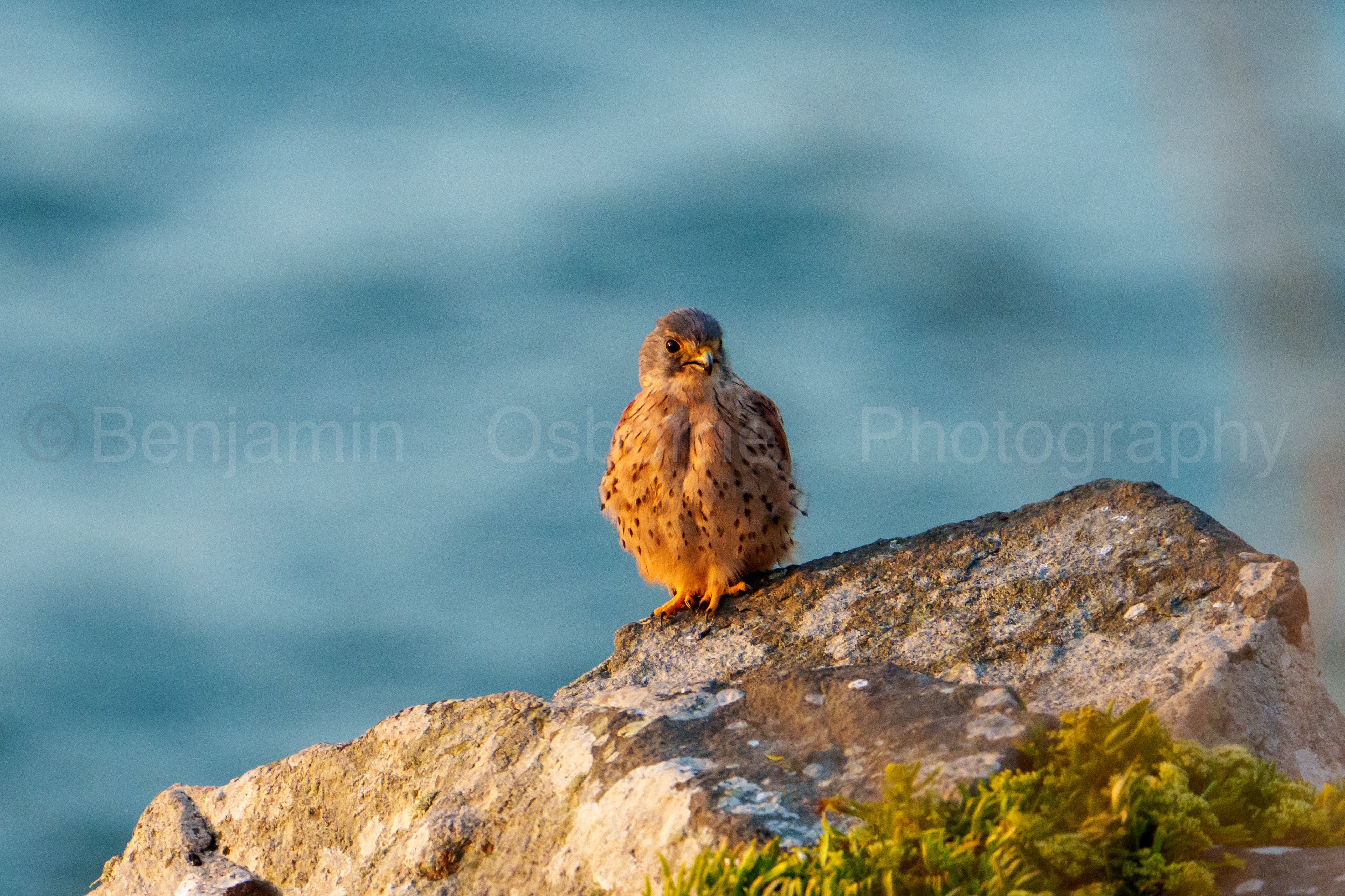 Kestrel 3
