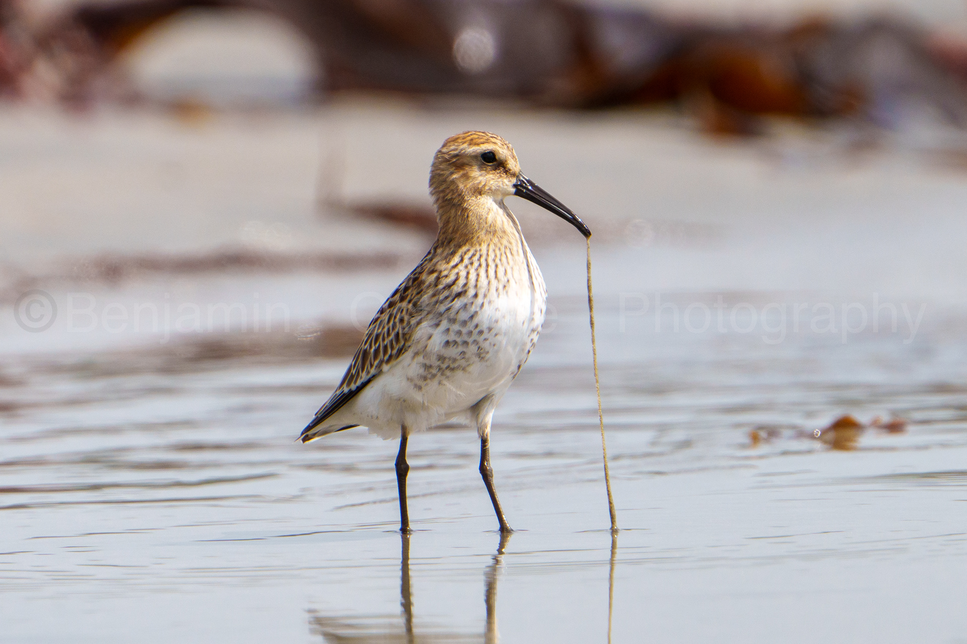 Dunlin 15