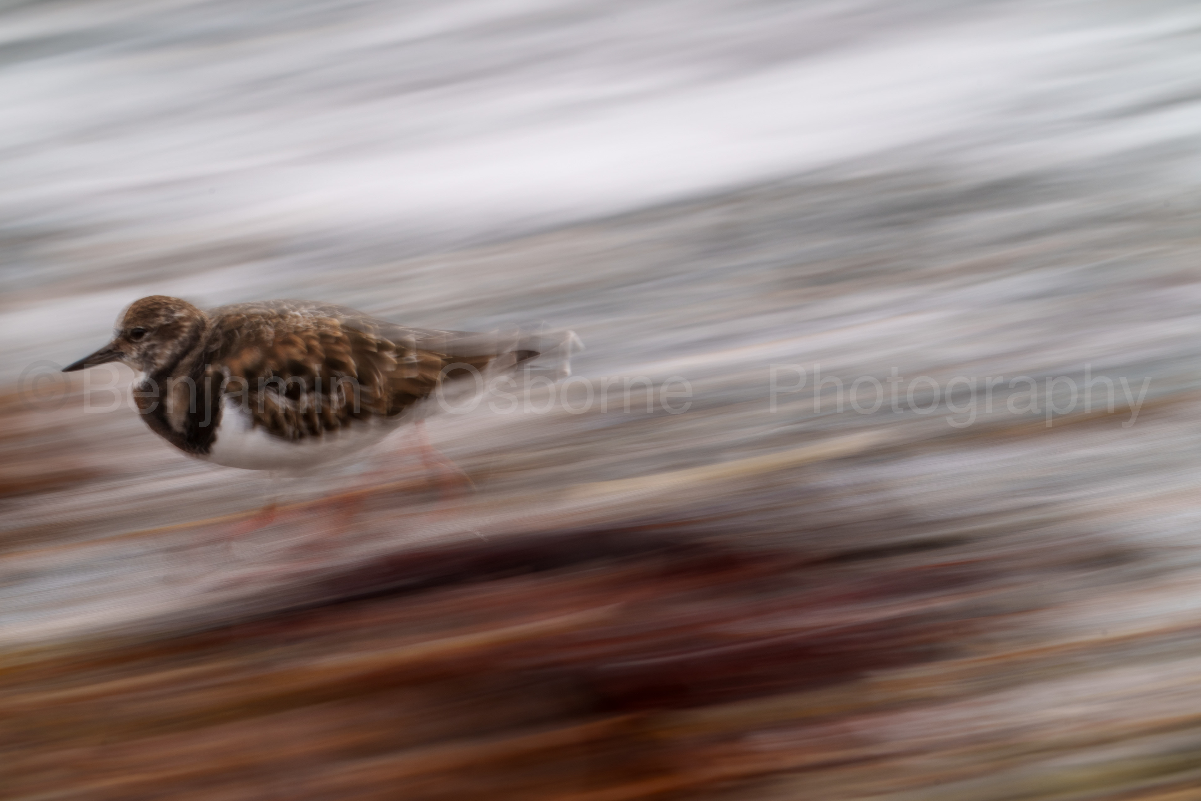 Turnstone 2