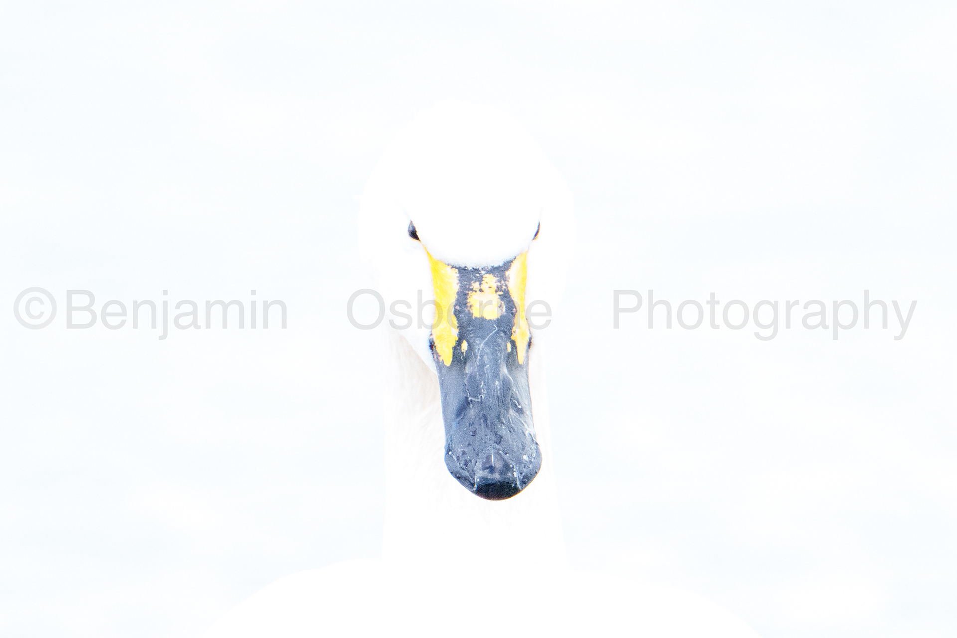 Bewick's swan