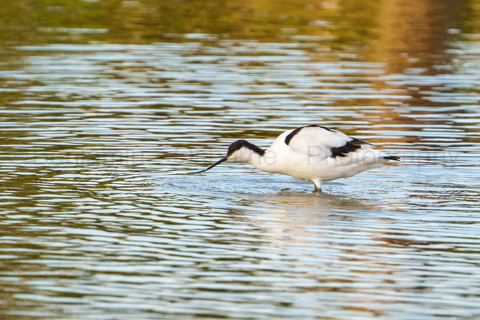 Avocet 3