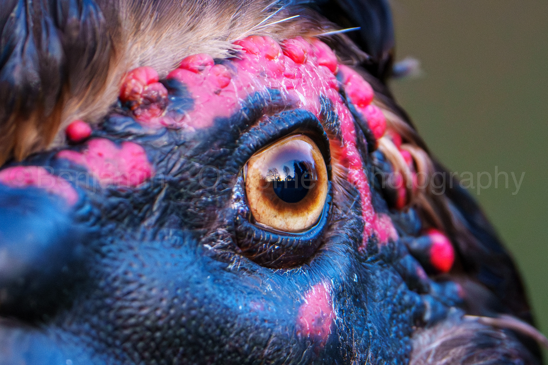 Muscovy duck