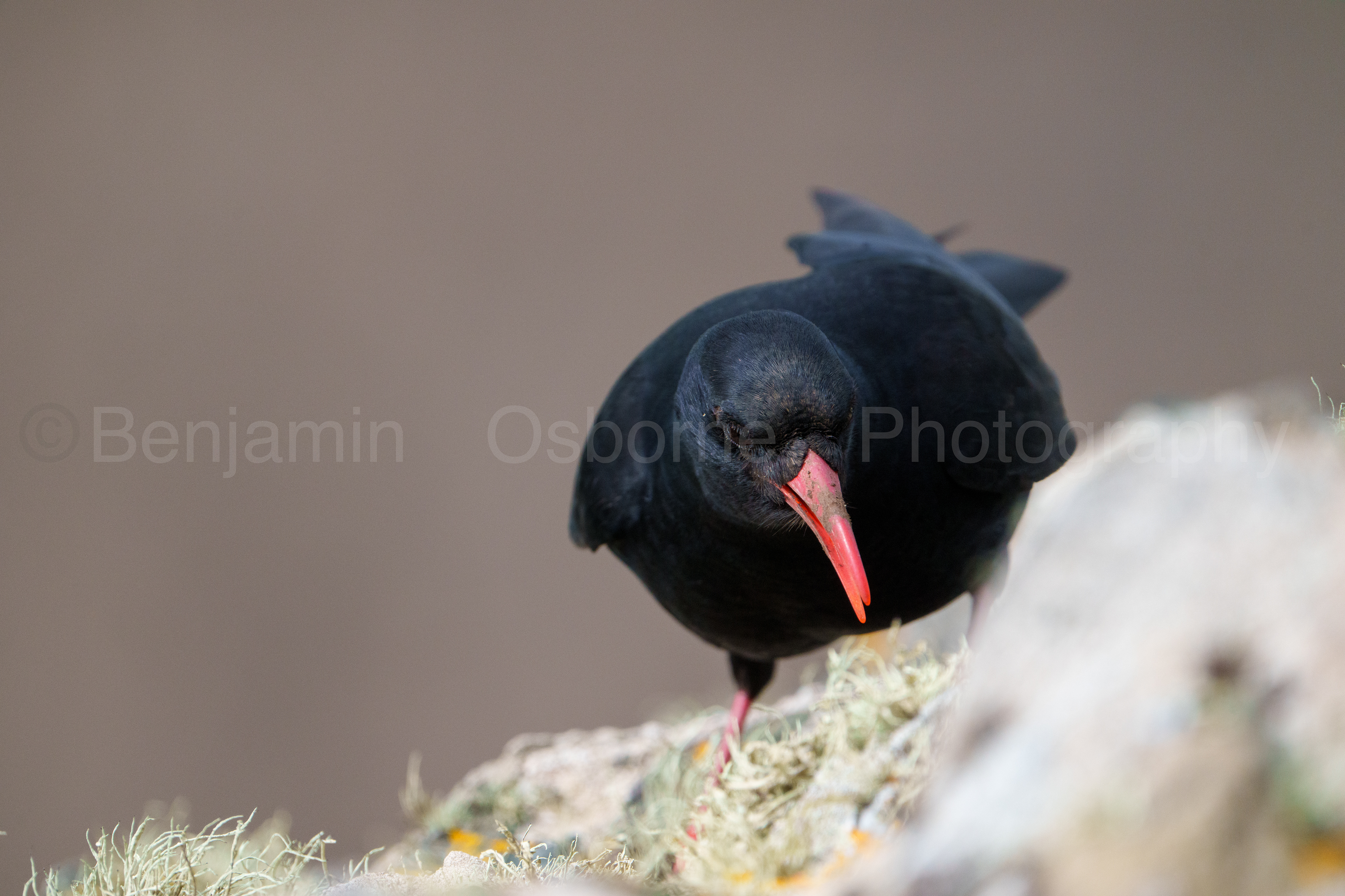 Chough 4