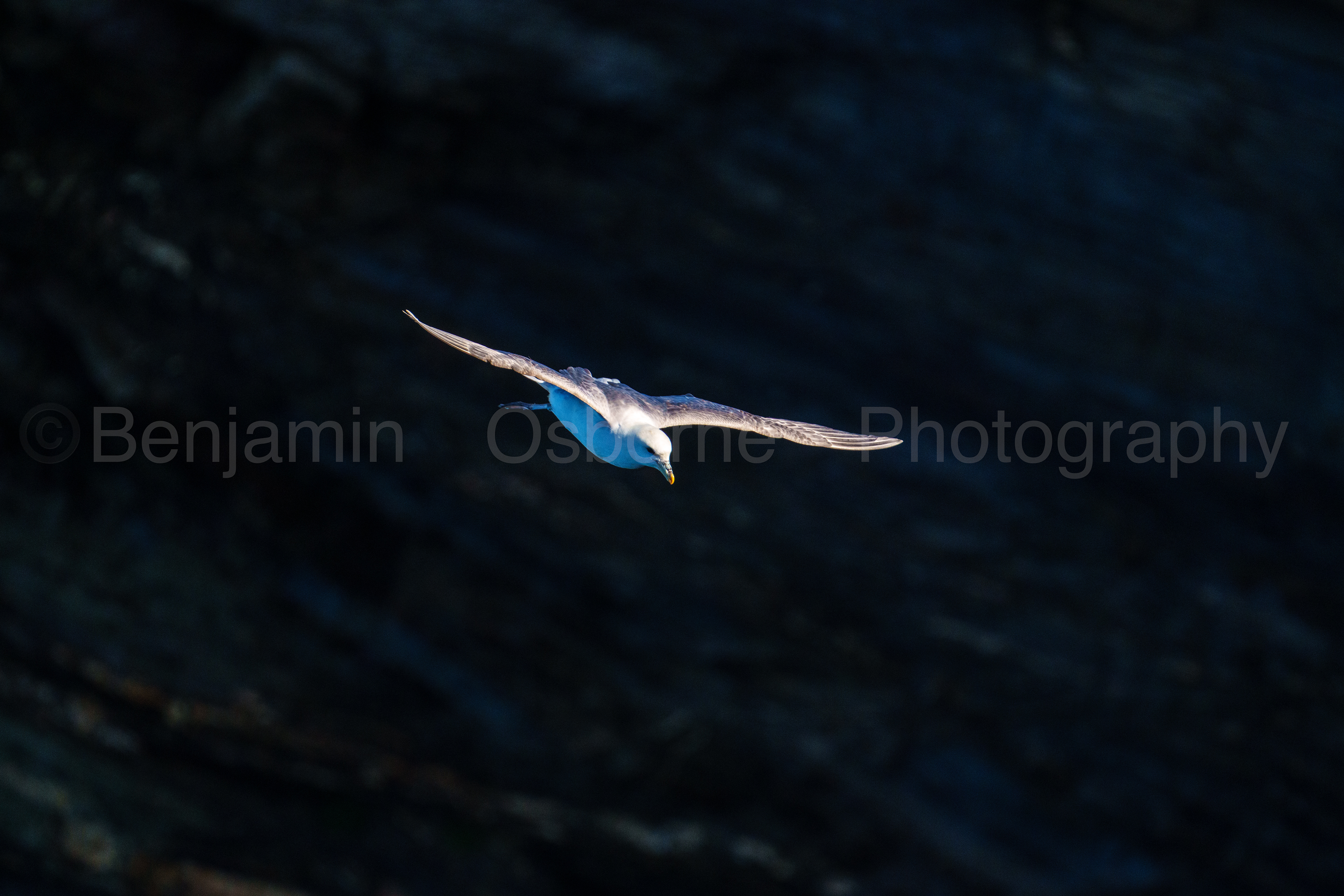 Fulmar 5