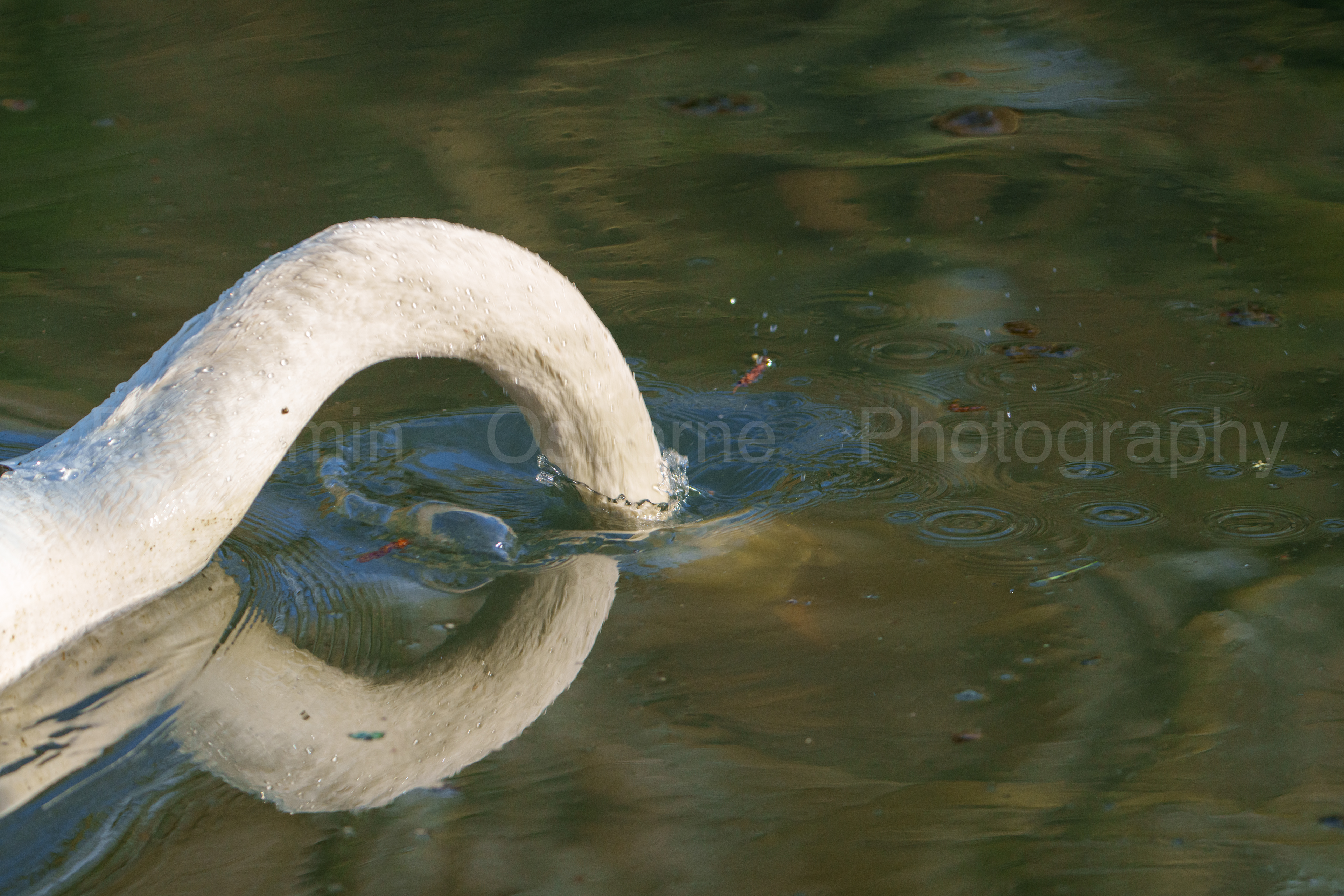 Mute swan 3