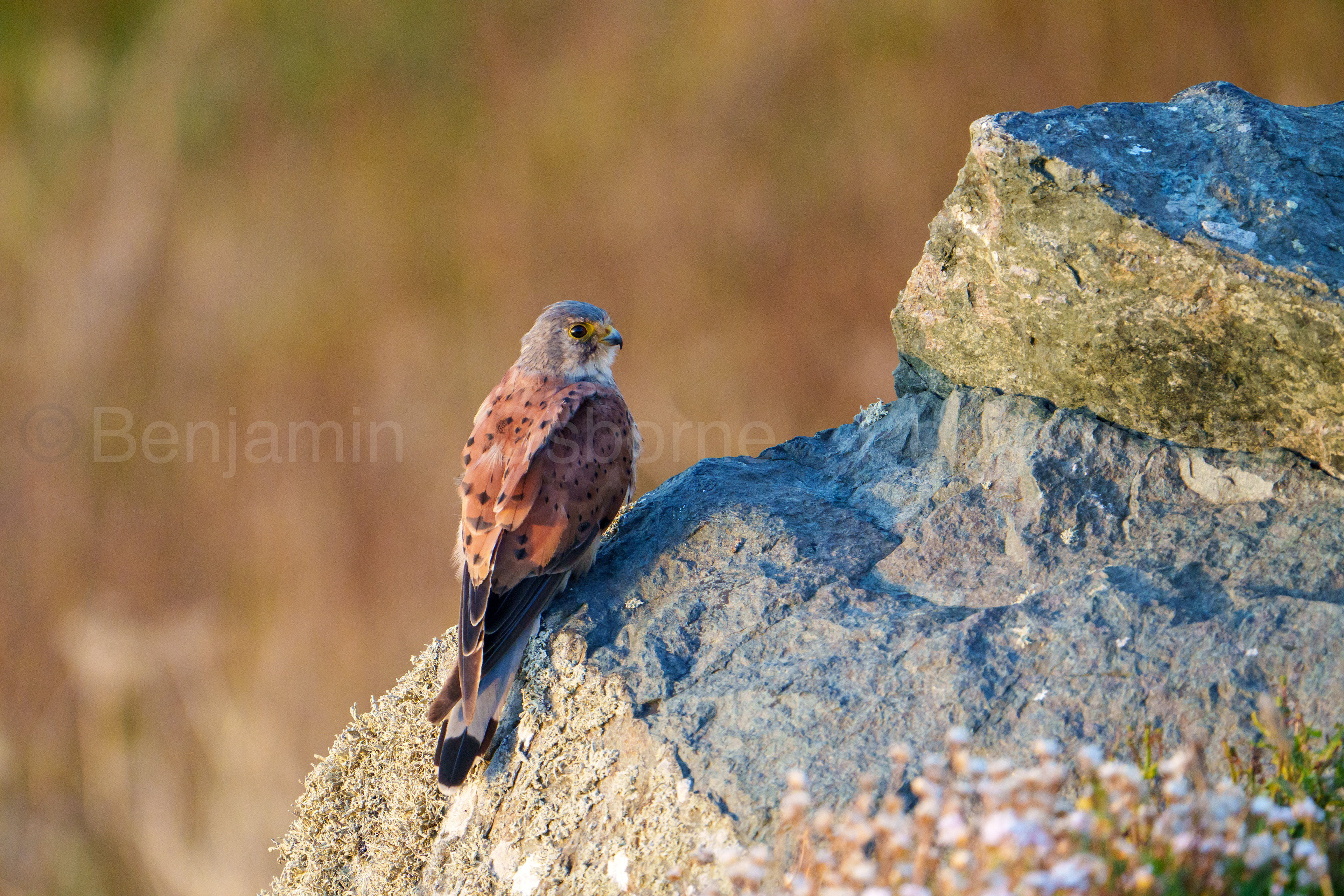 Kestrel 2