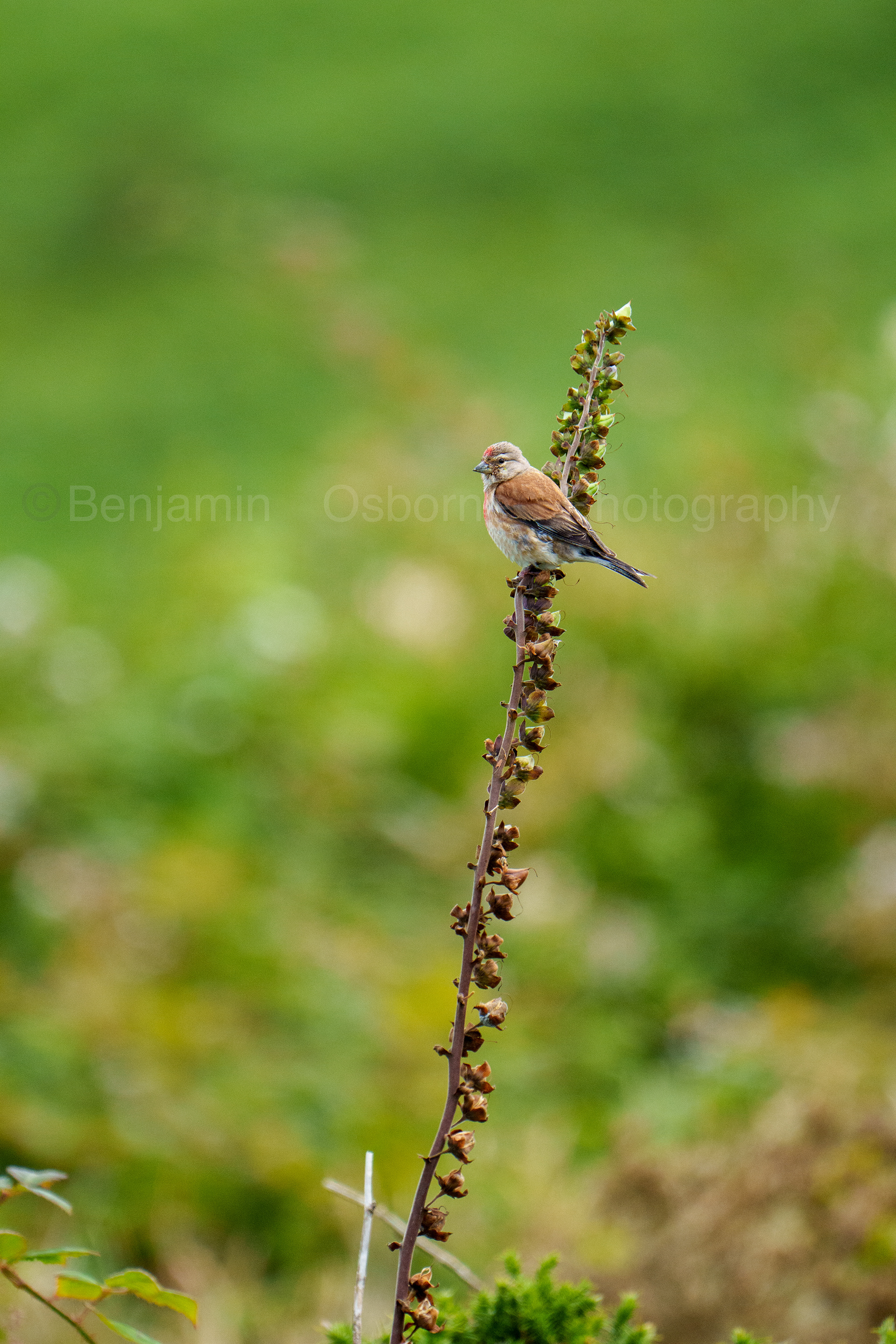 Linnet 2