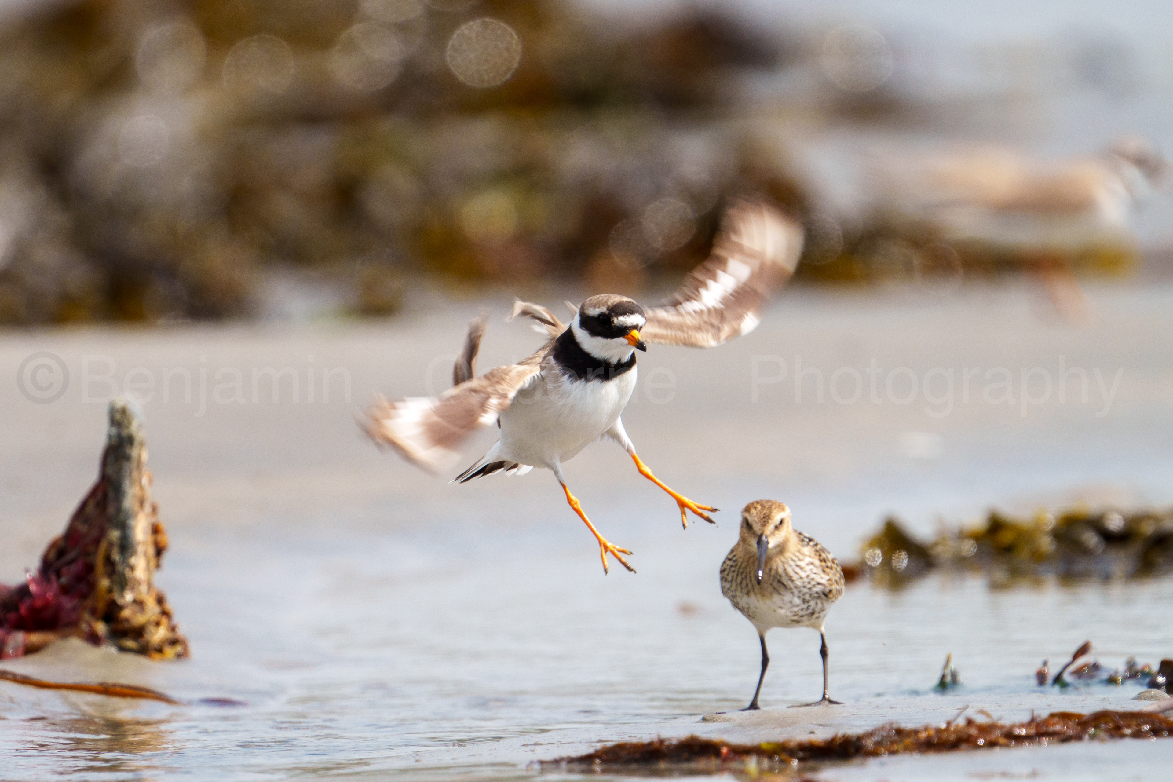 Ringed plover 2