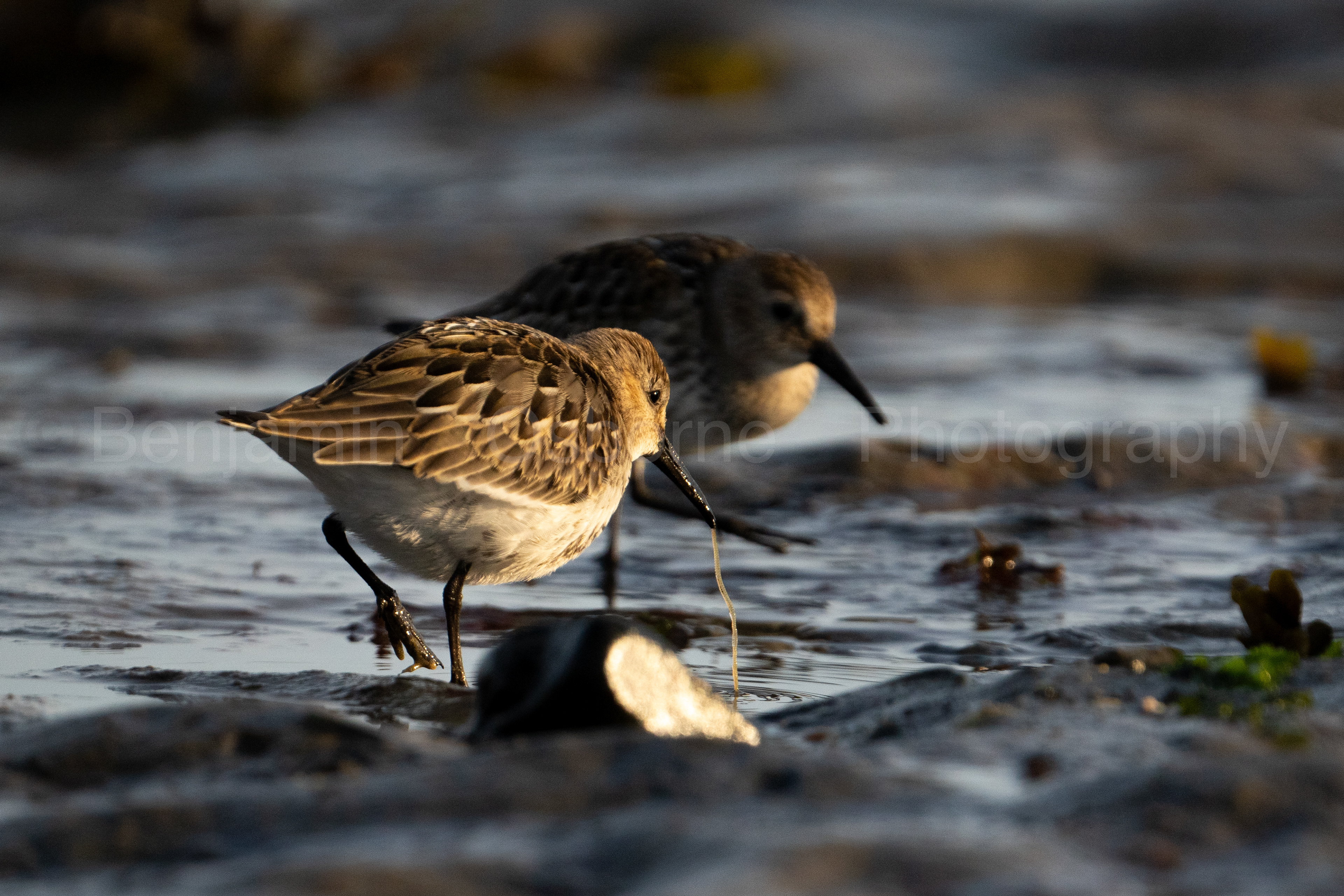 Dunlin 8