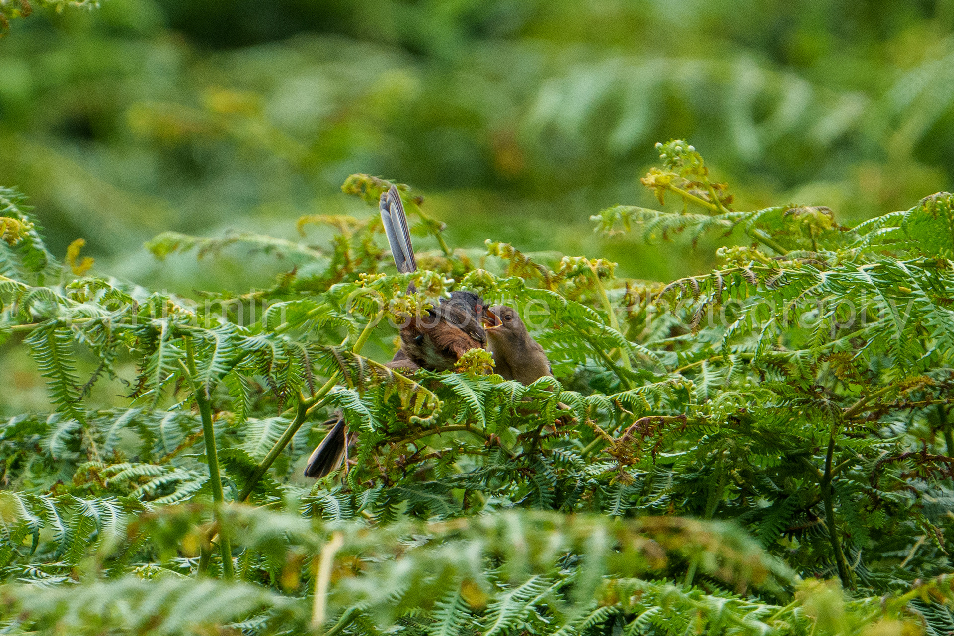 Dartford warbler 3