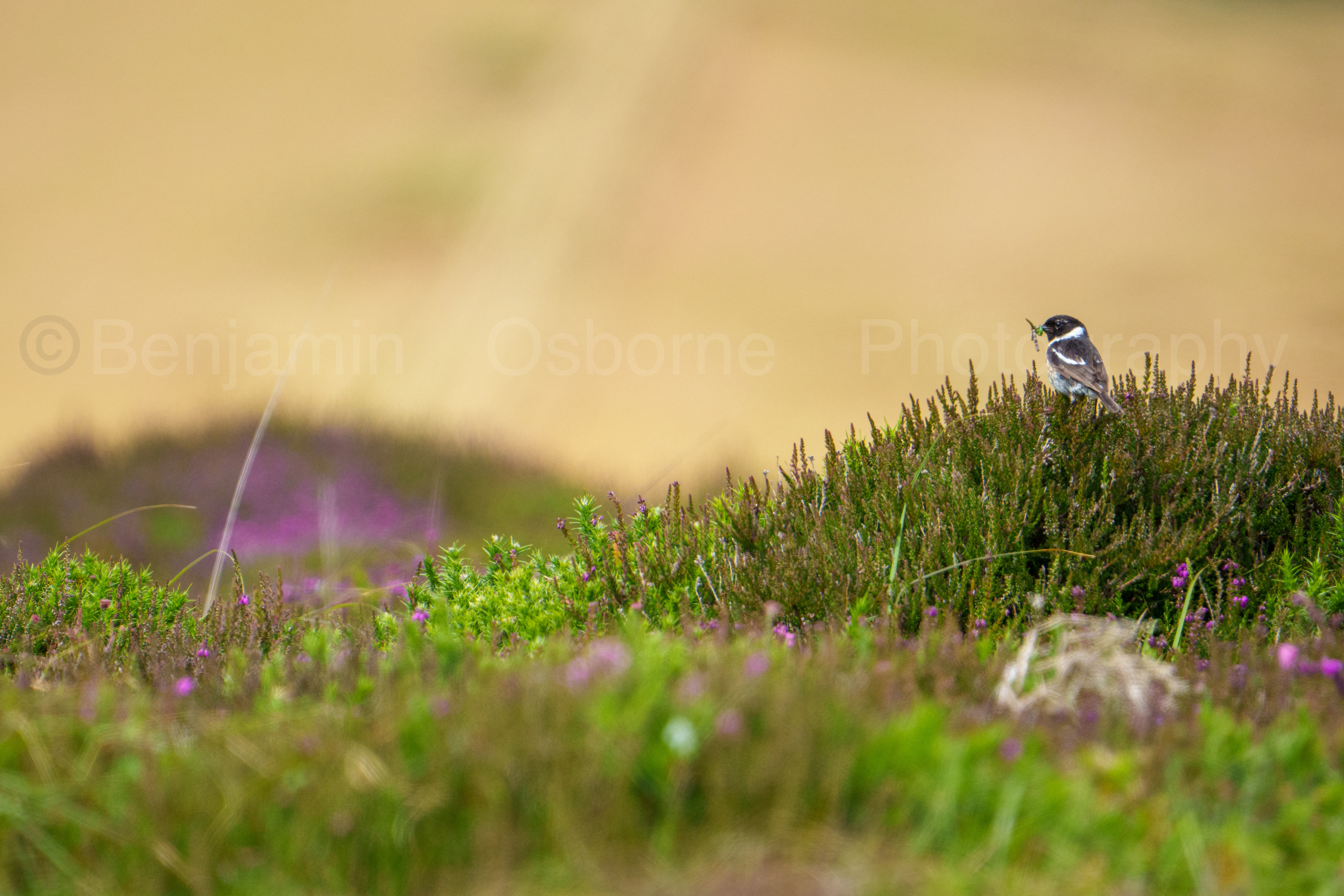 Stonechat