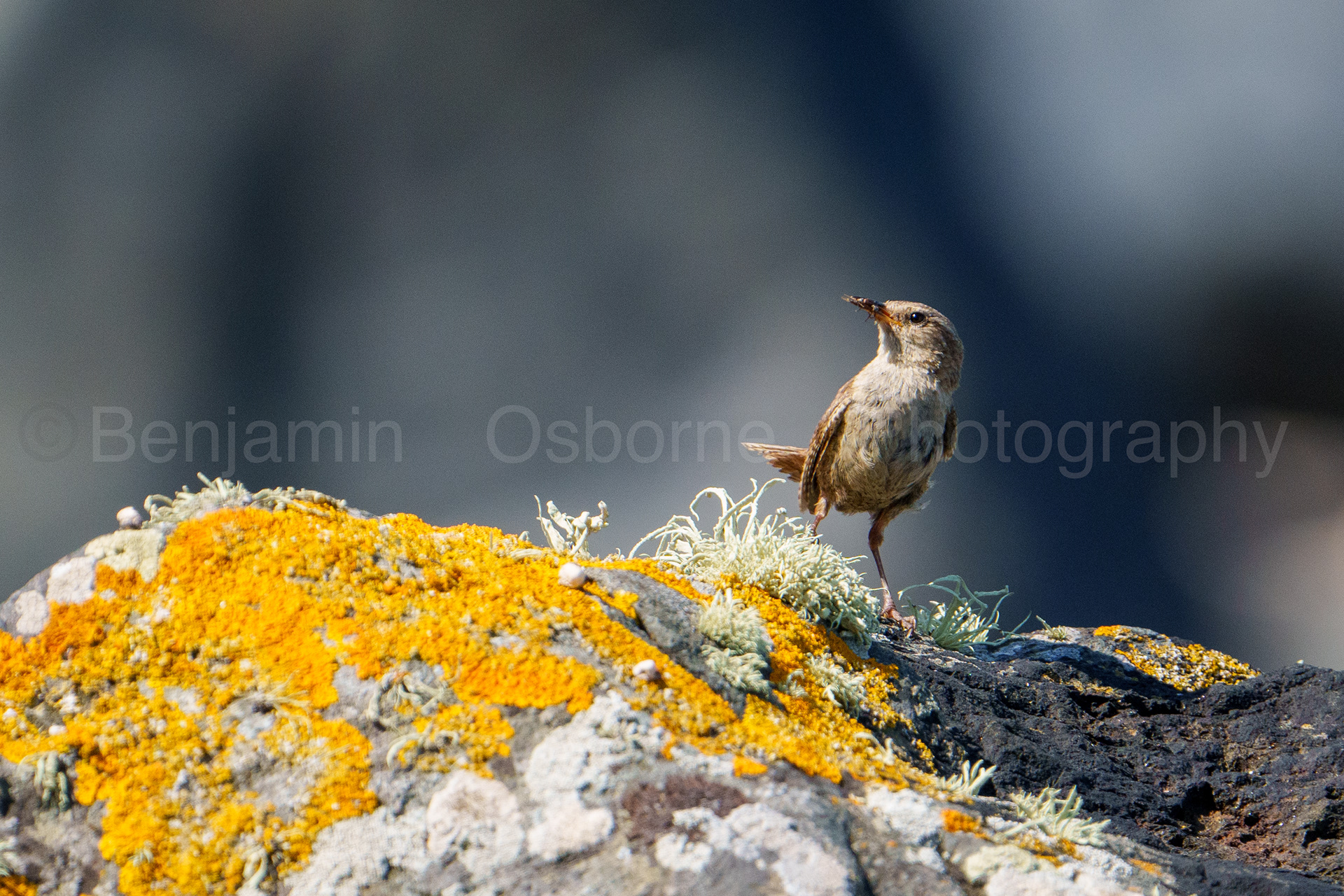 Wren