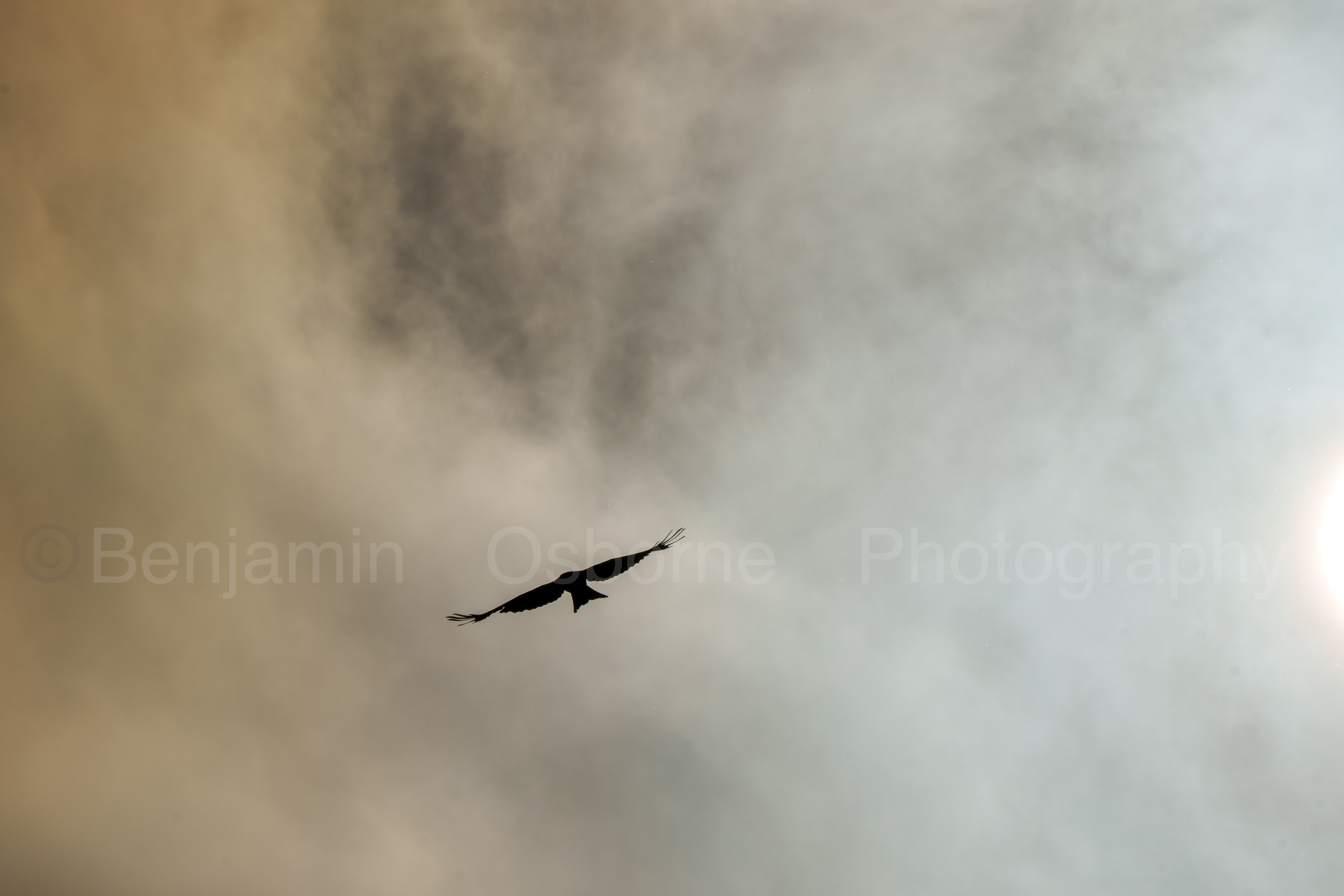 Red kite 3