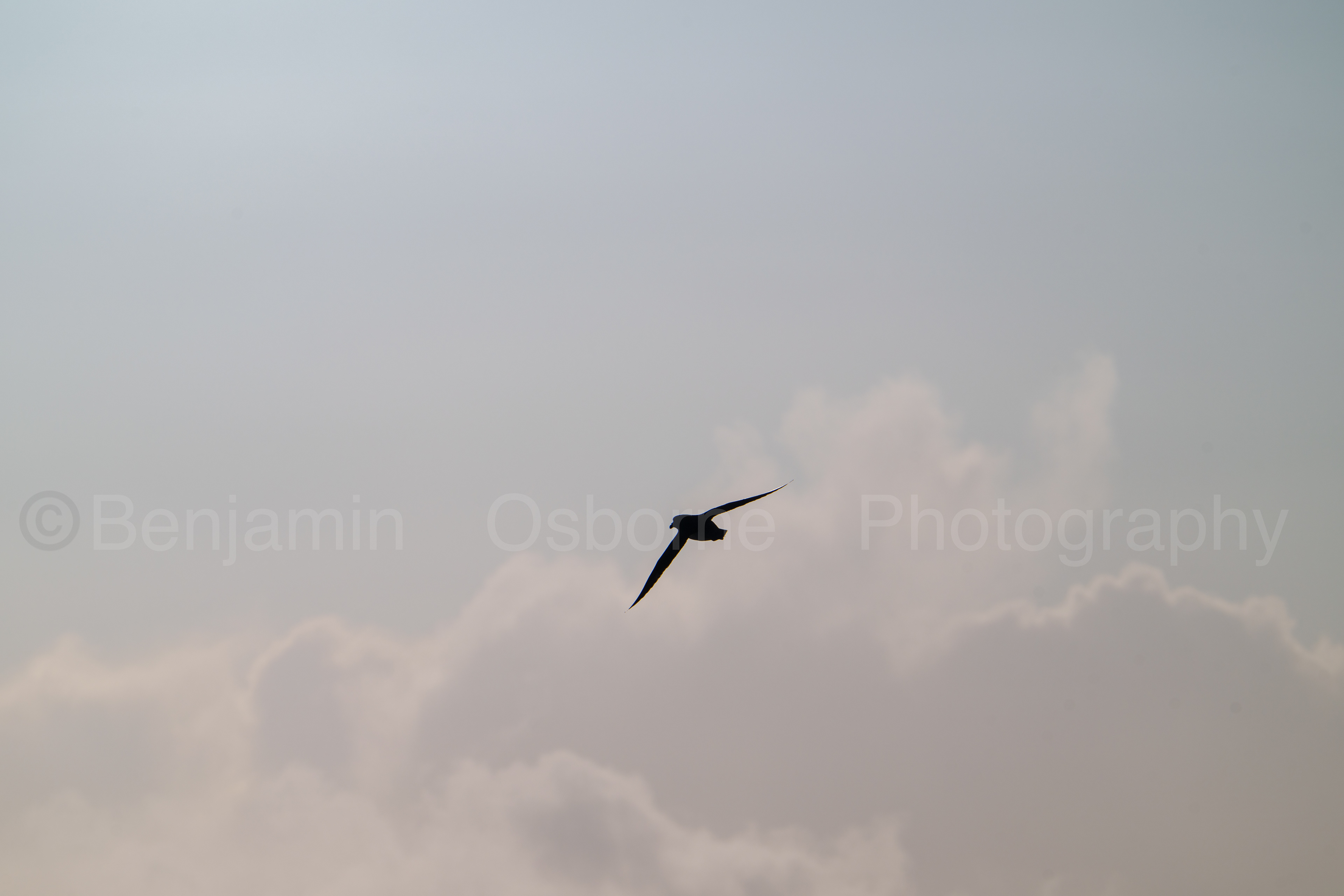 Fulmar 4