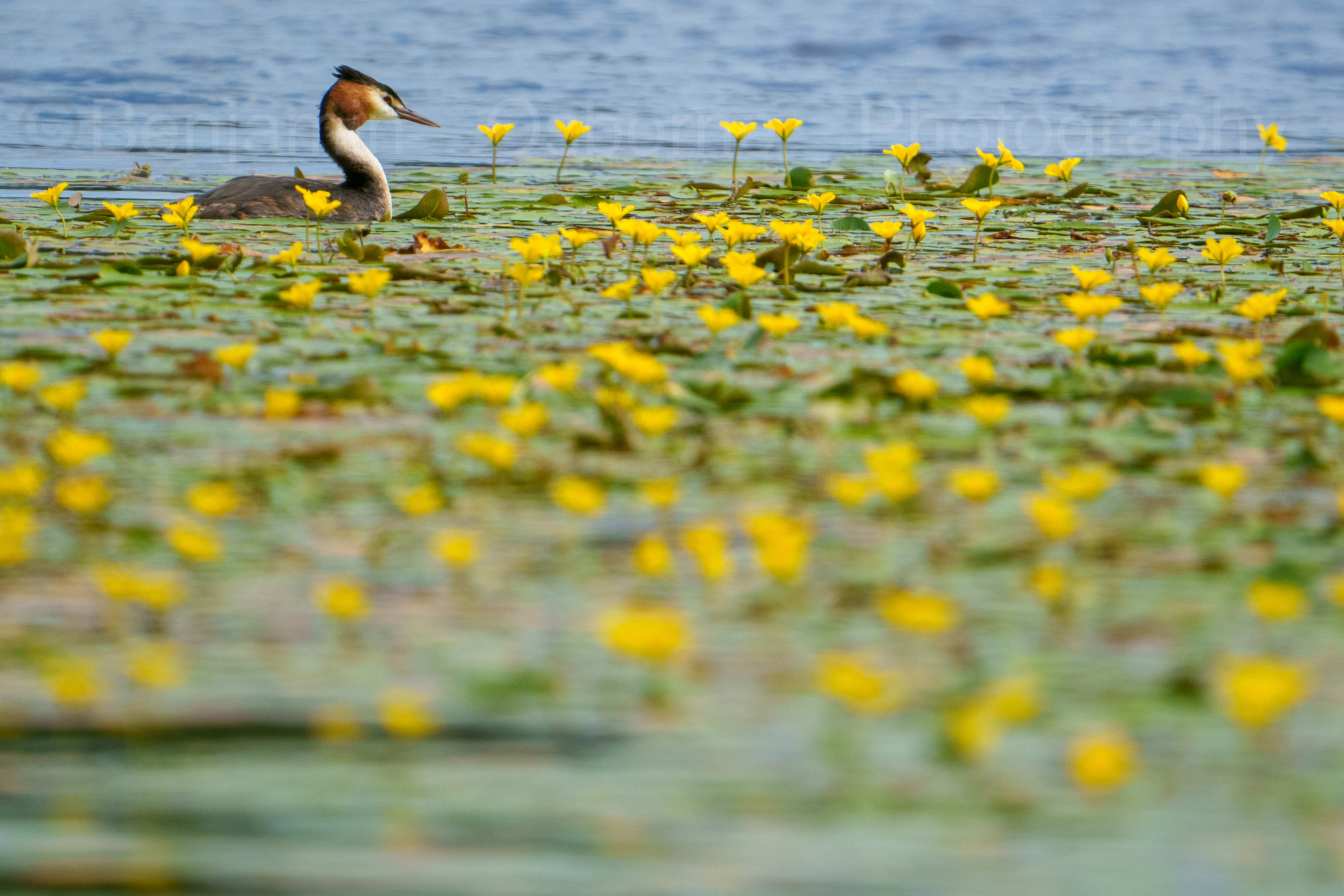 Great crested grebe