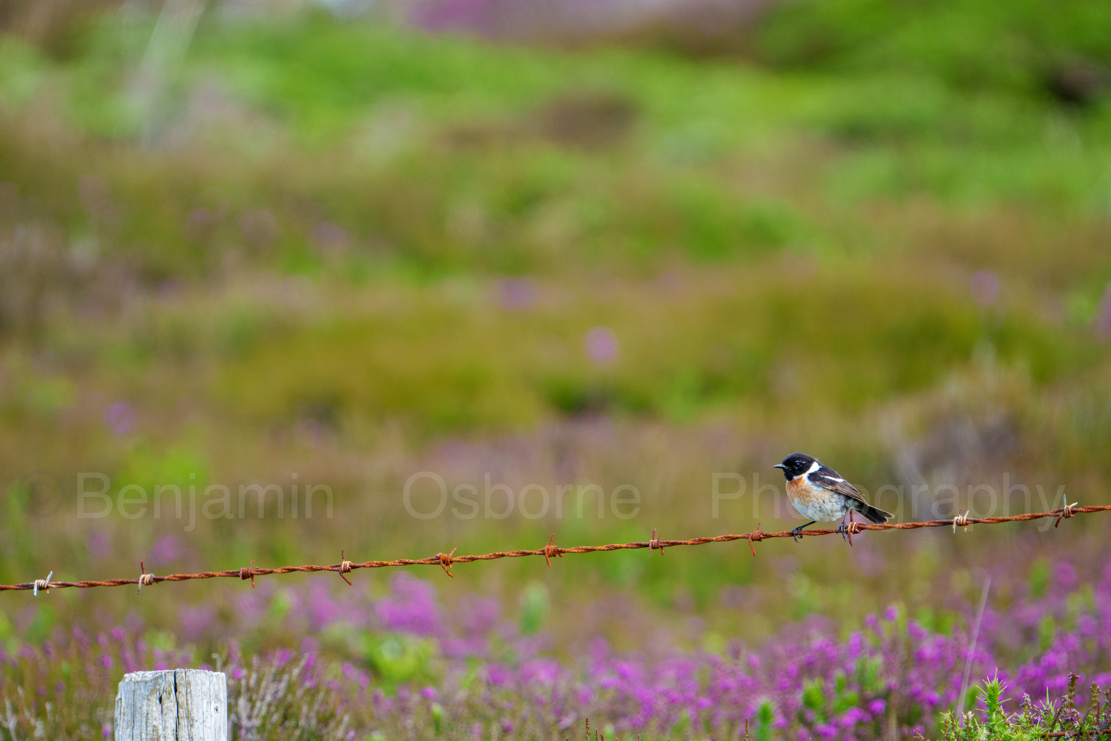 Stonechat 3