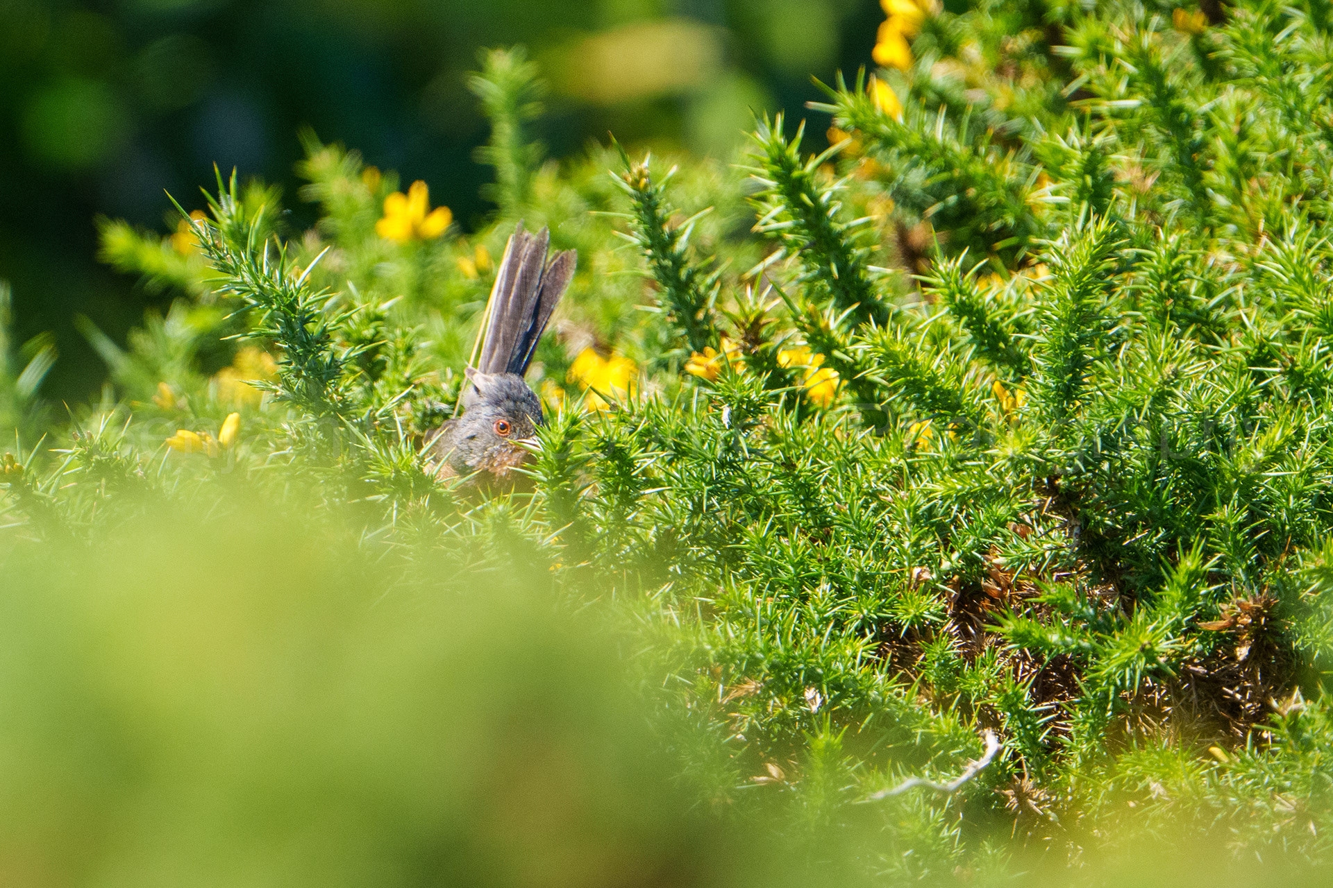 Dartford warbler 7