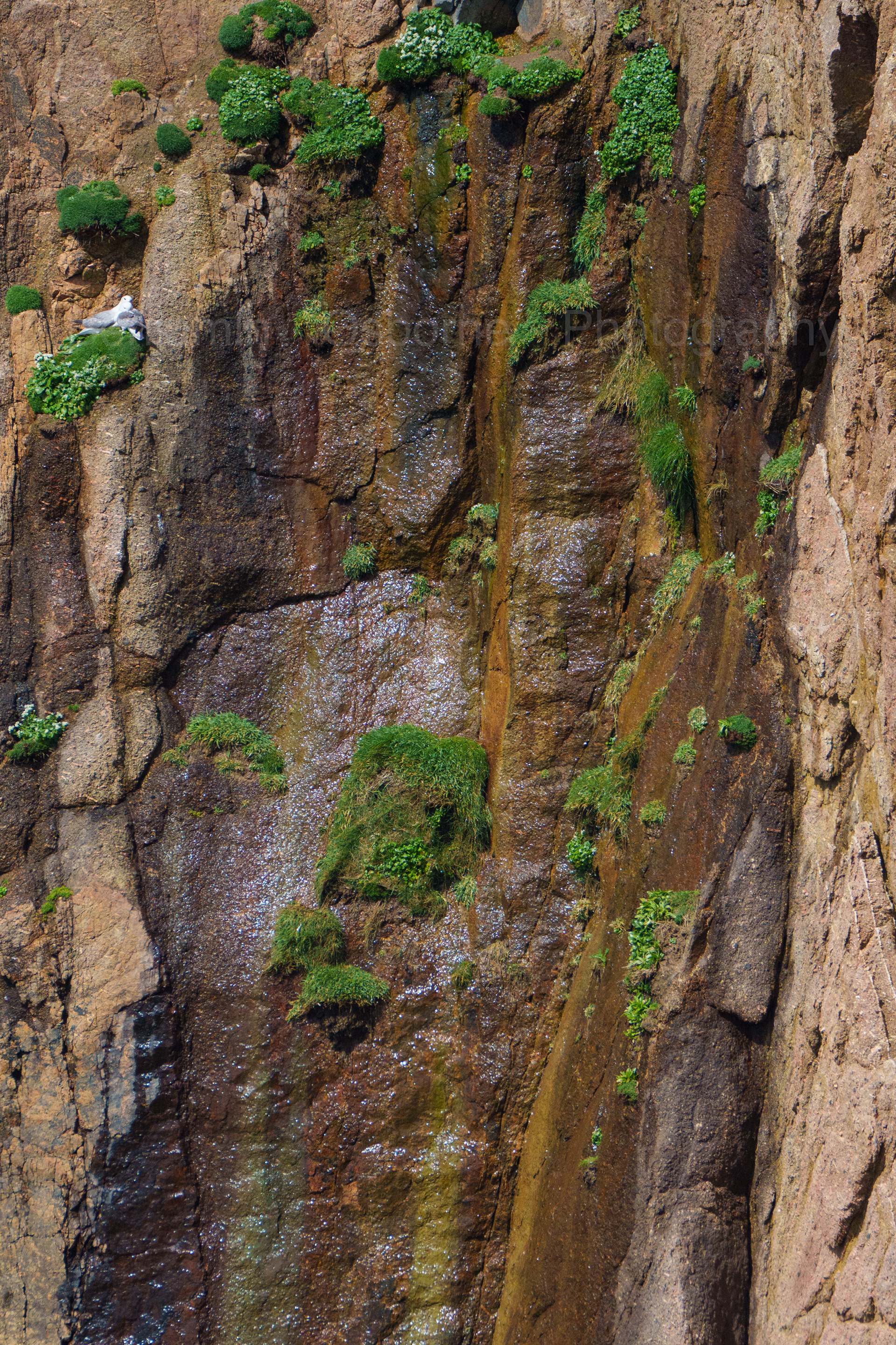 Fulmar