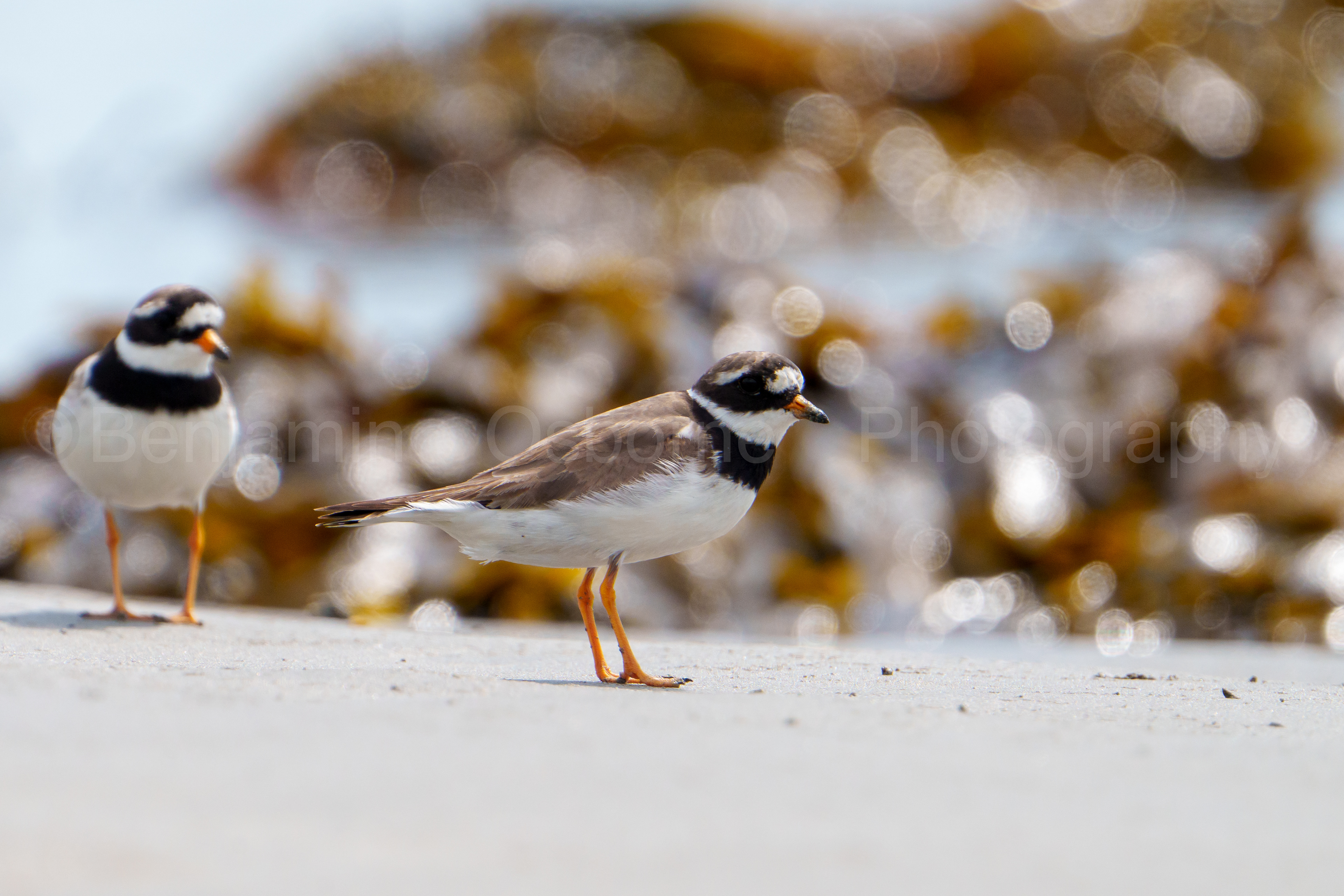 Ringed plover