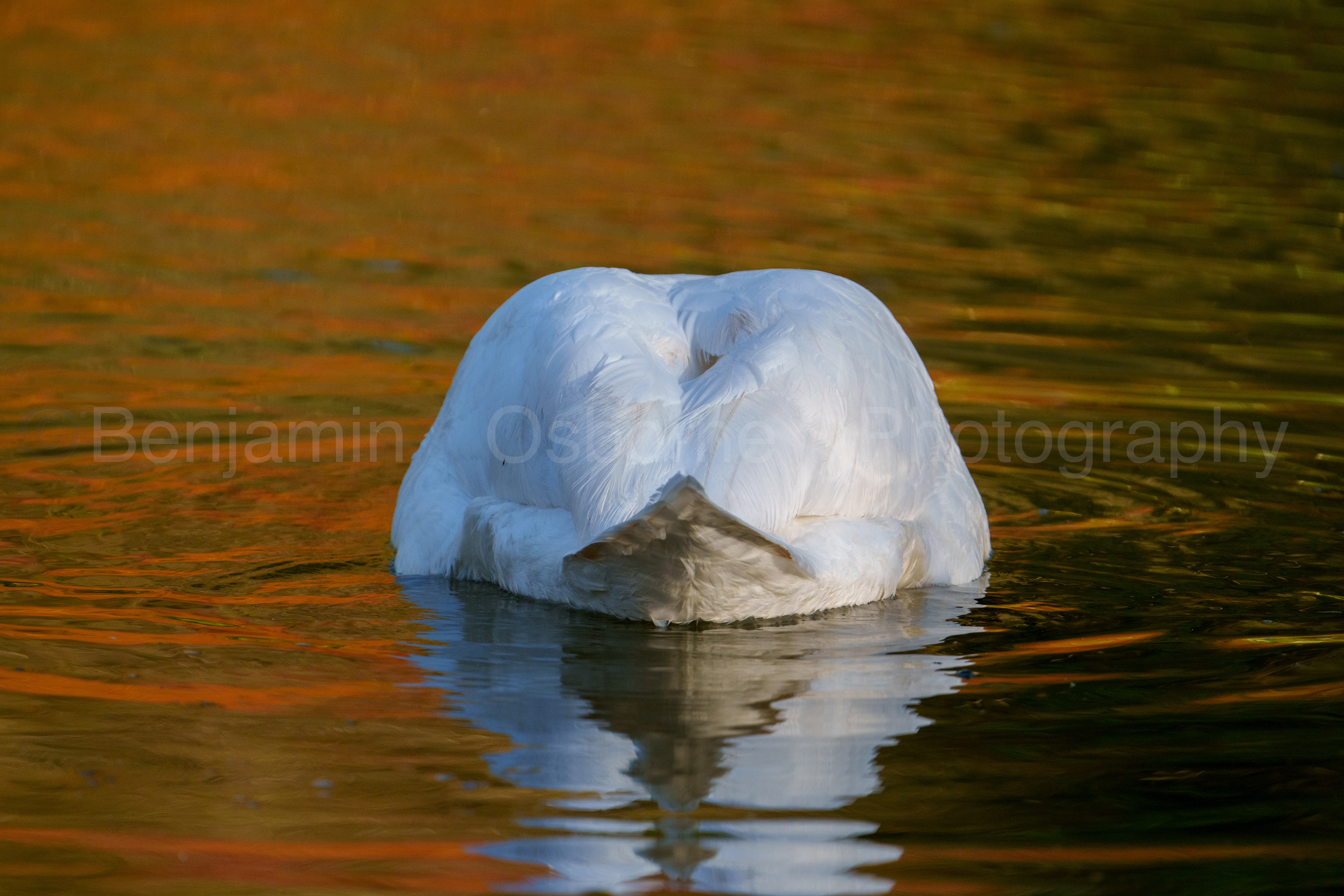 Mute swan 4