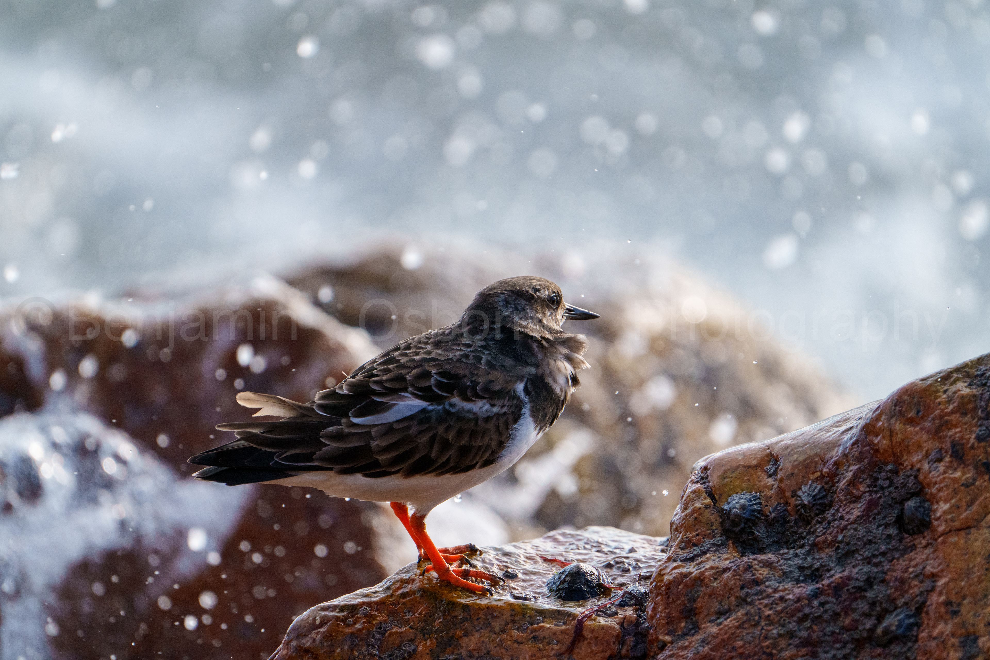 Turnstone