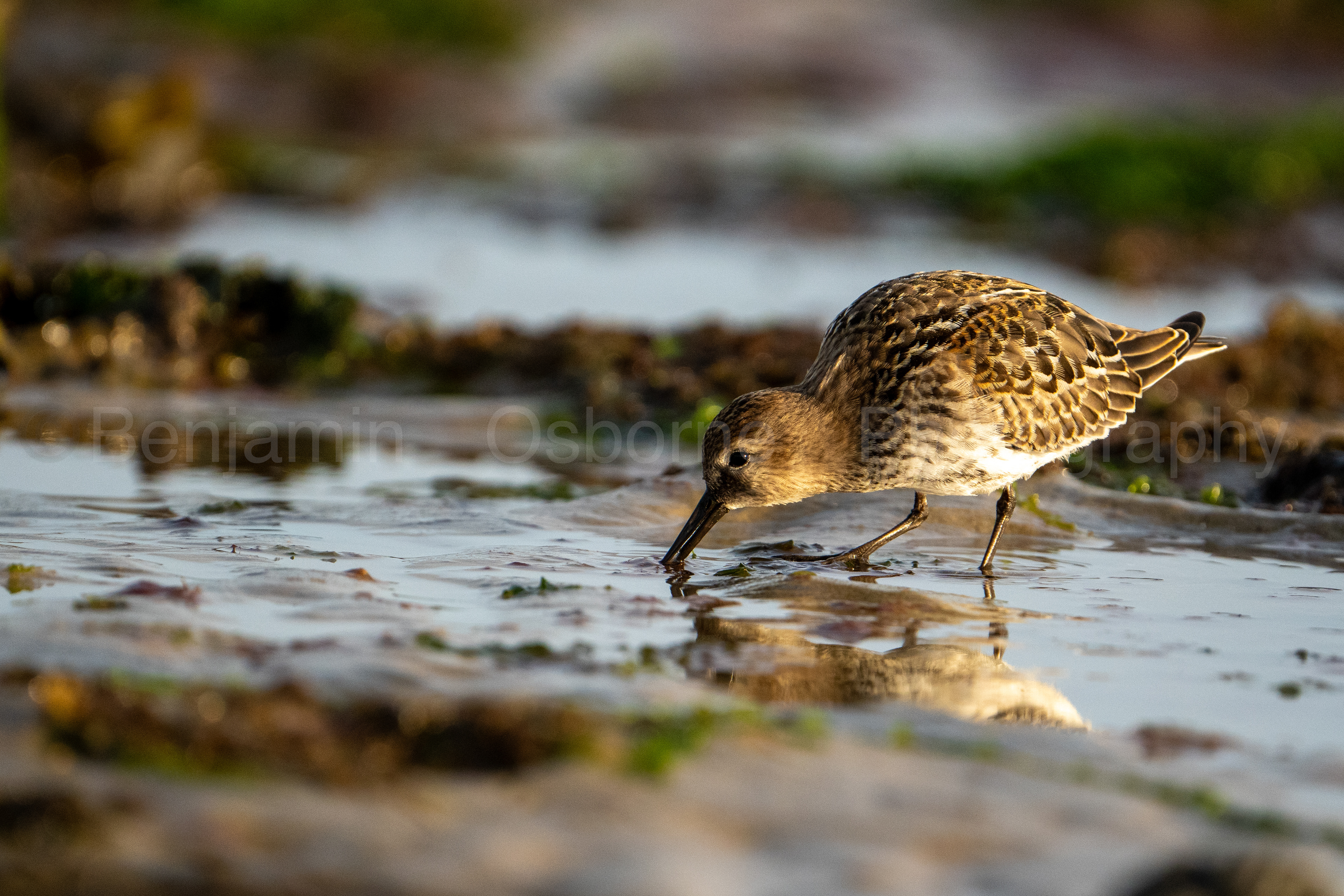 Dunlin 3