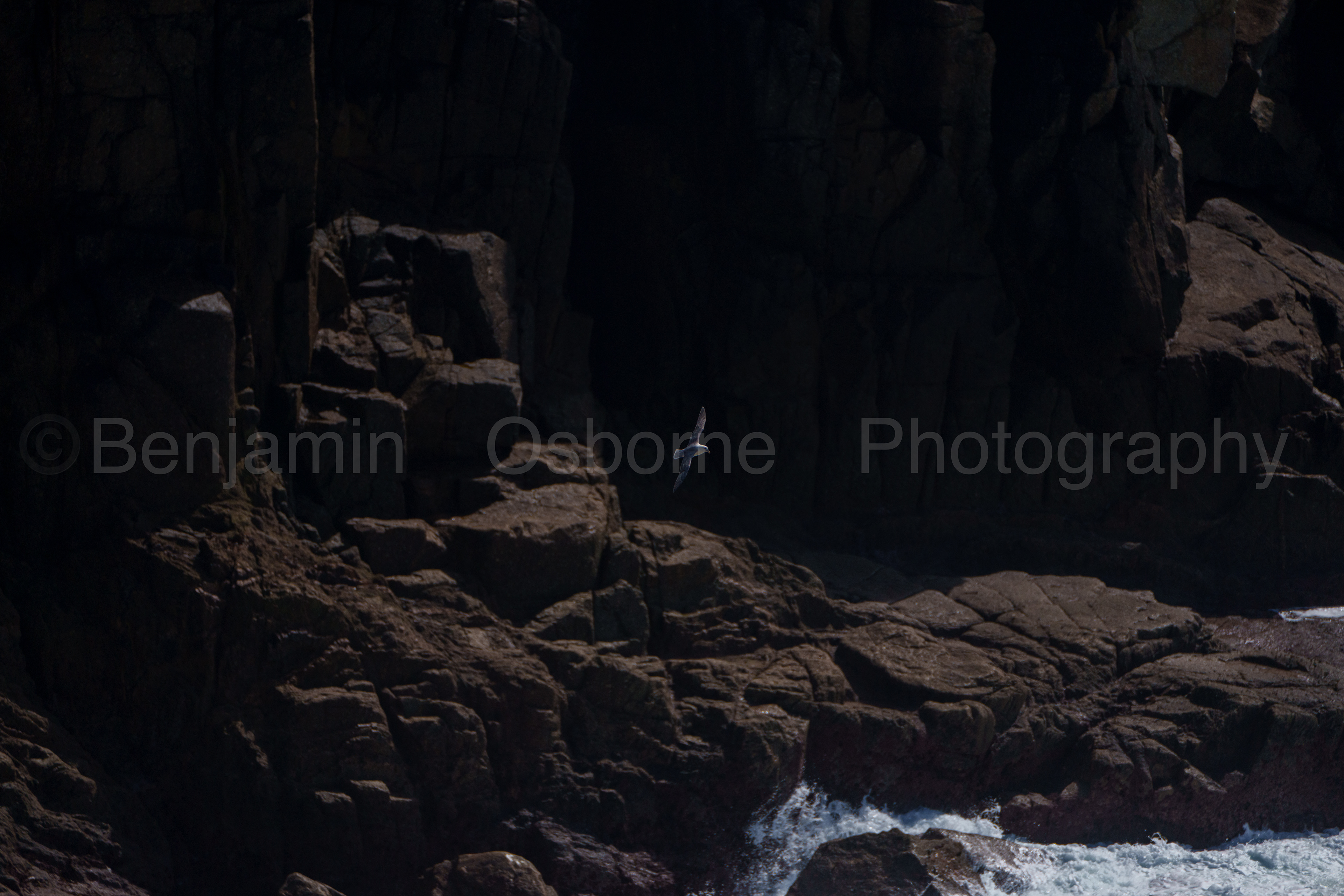 Fulmar 2