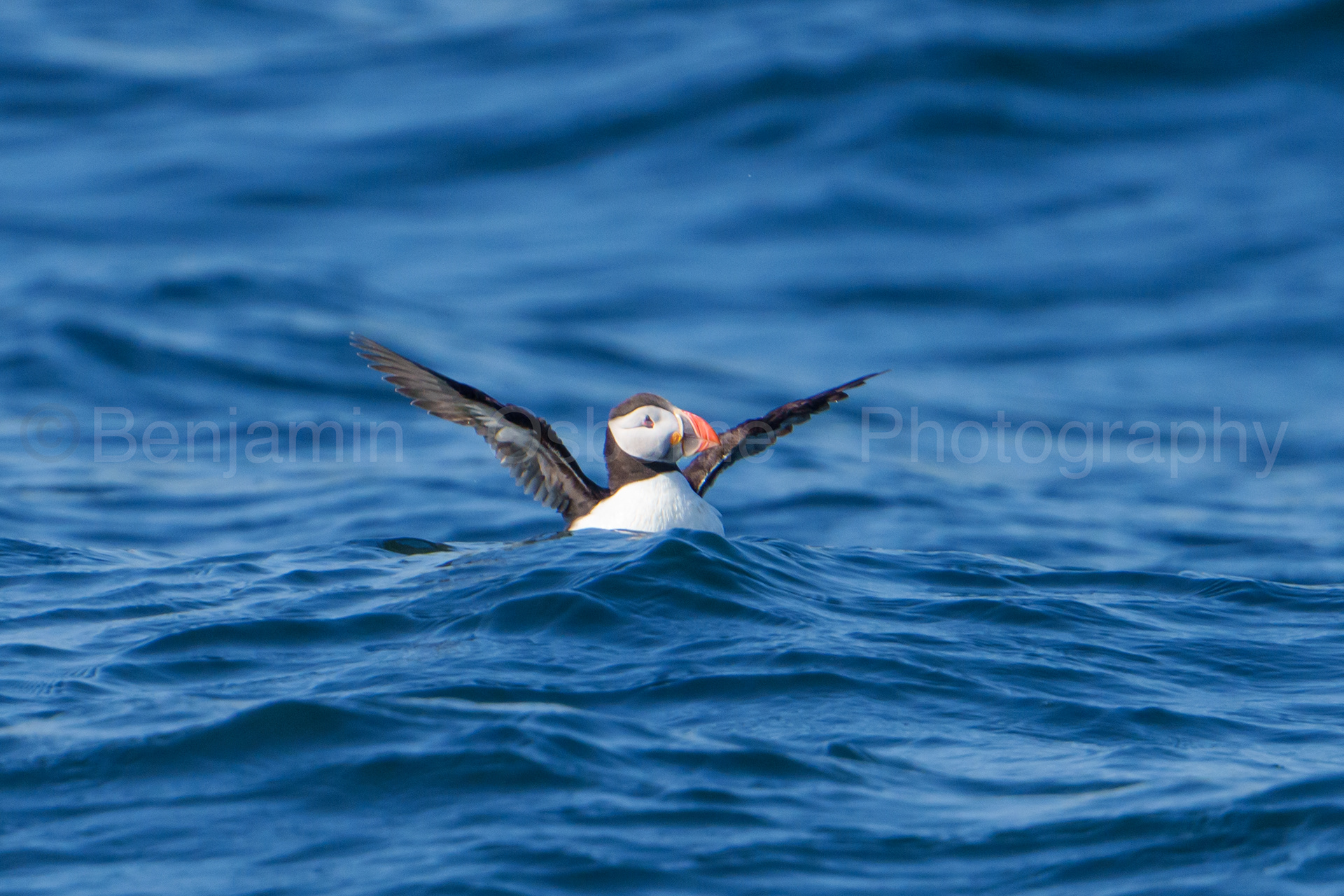 Puffin