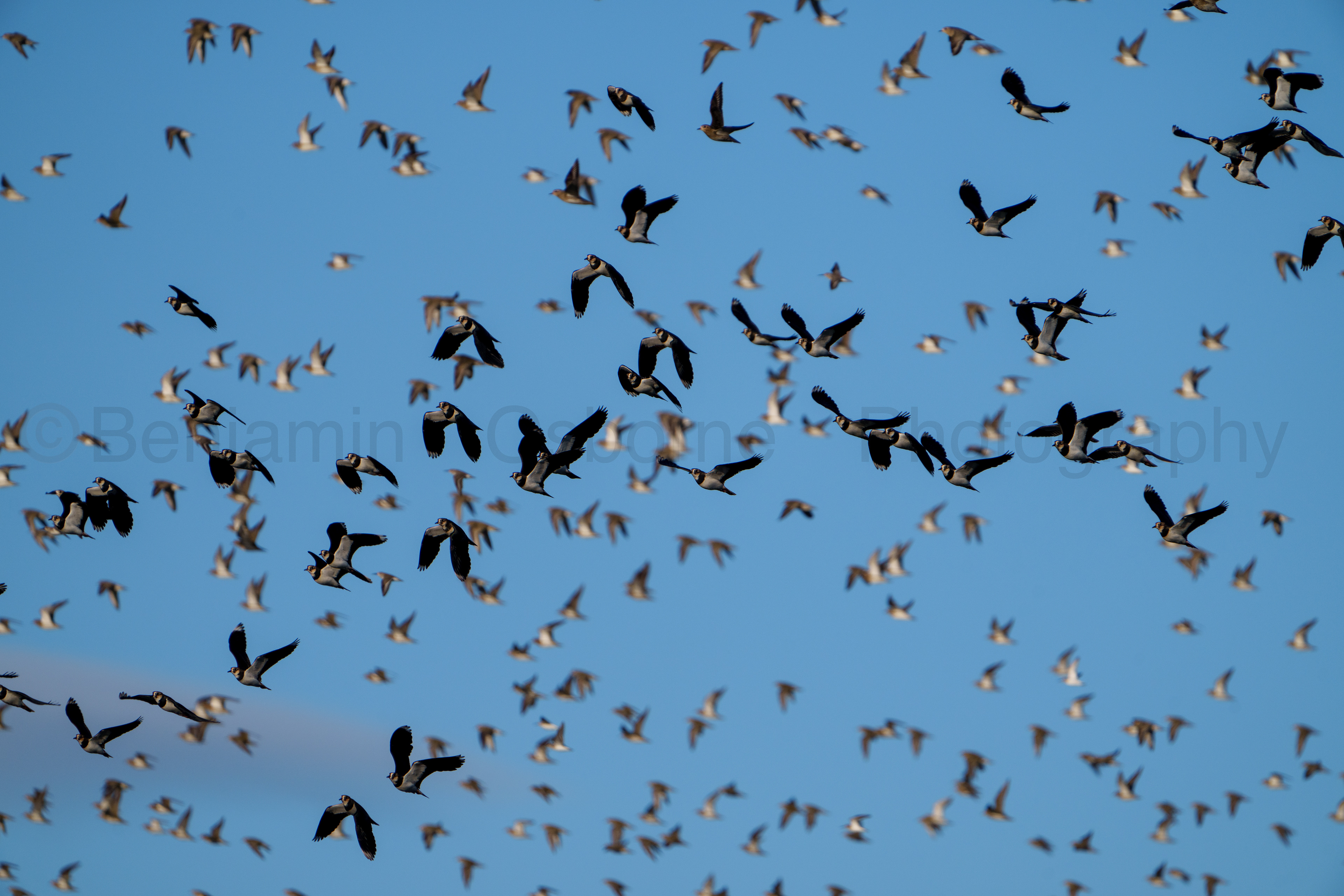 Lapwing and golden plover