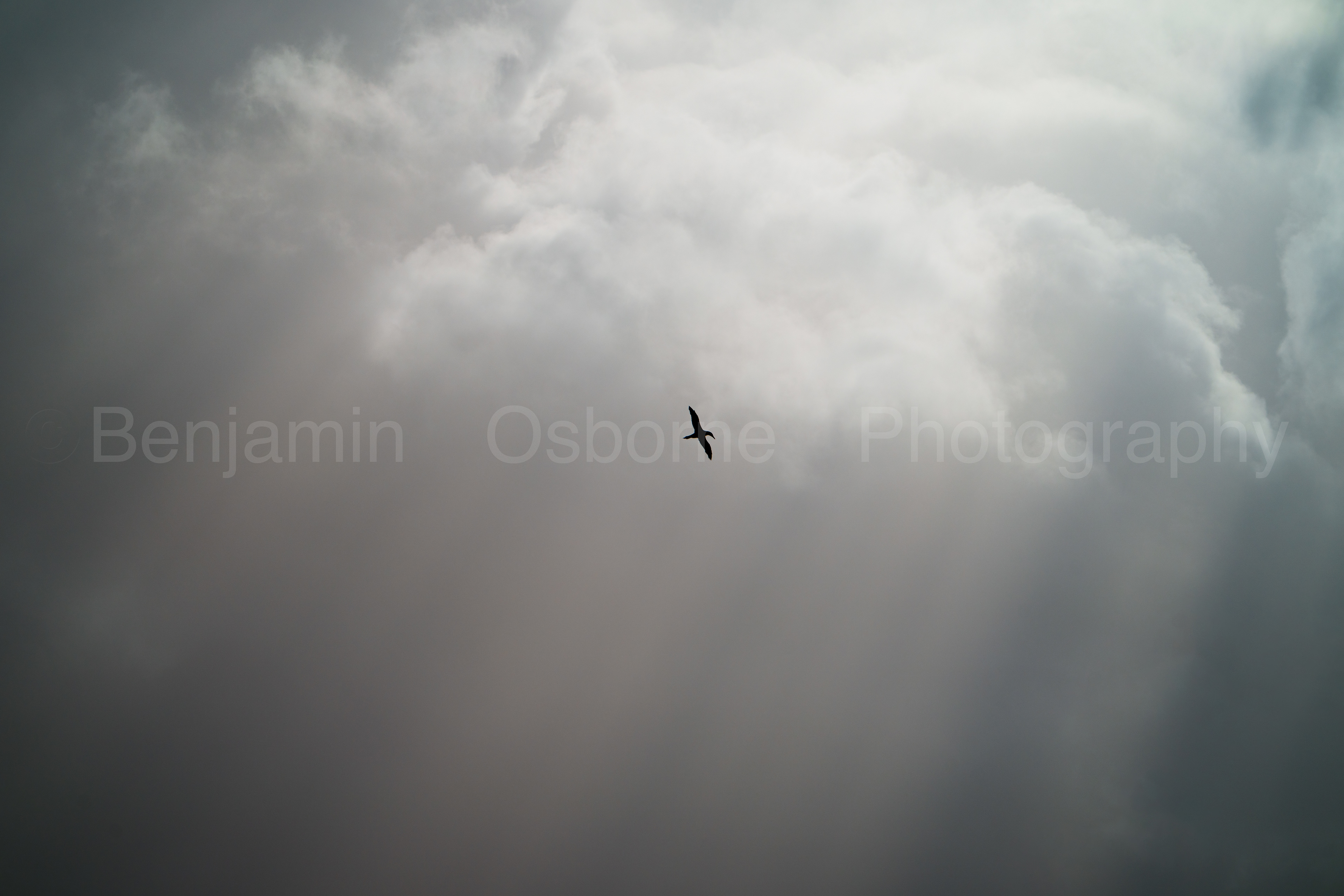 Gannet