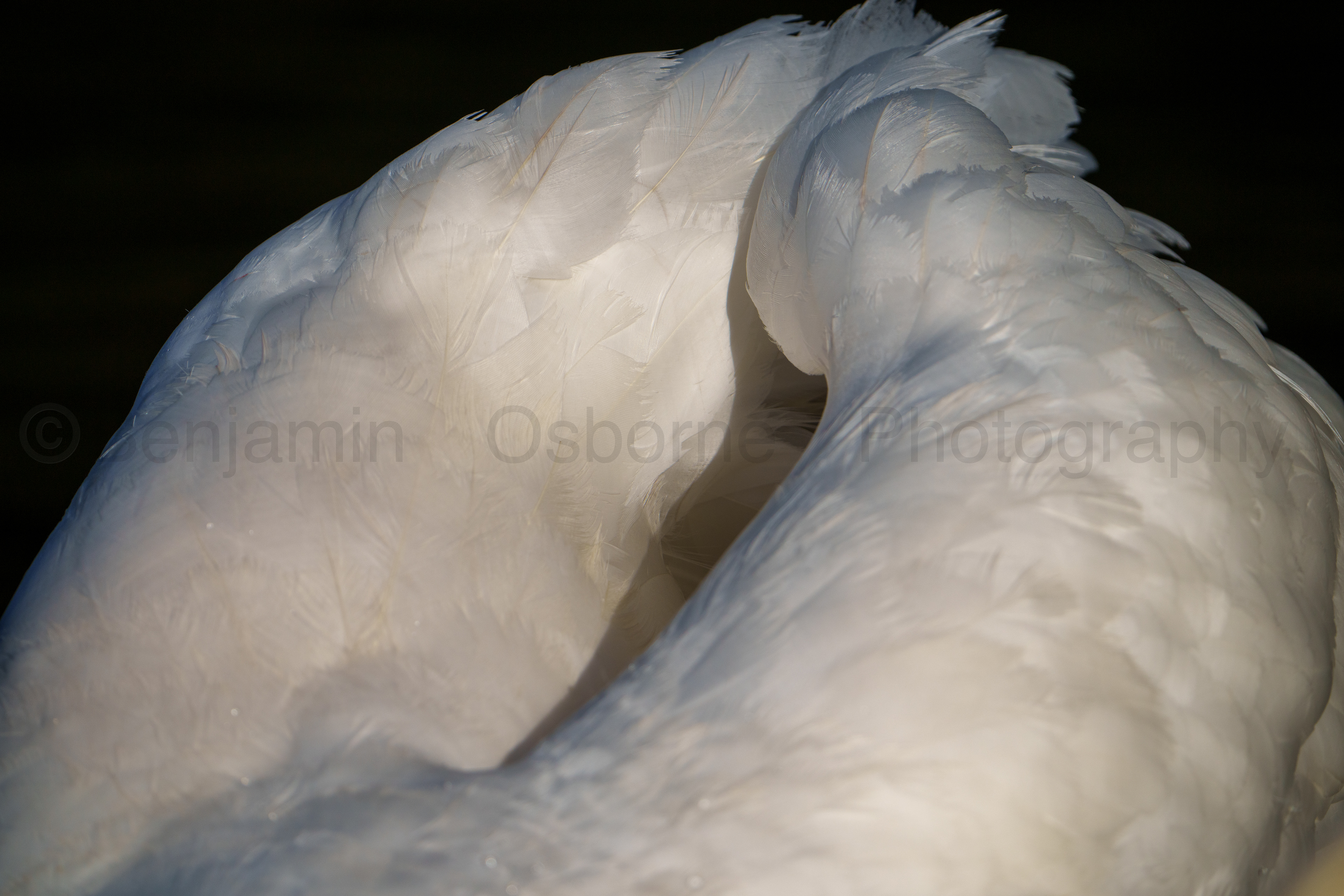 Mute swan
