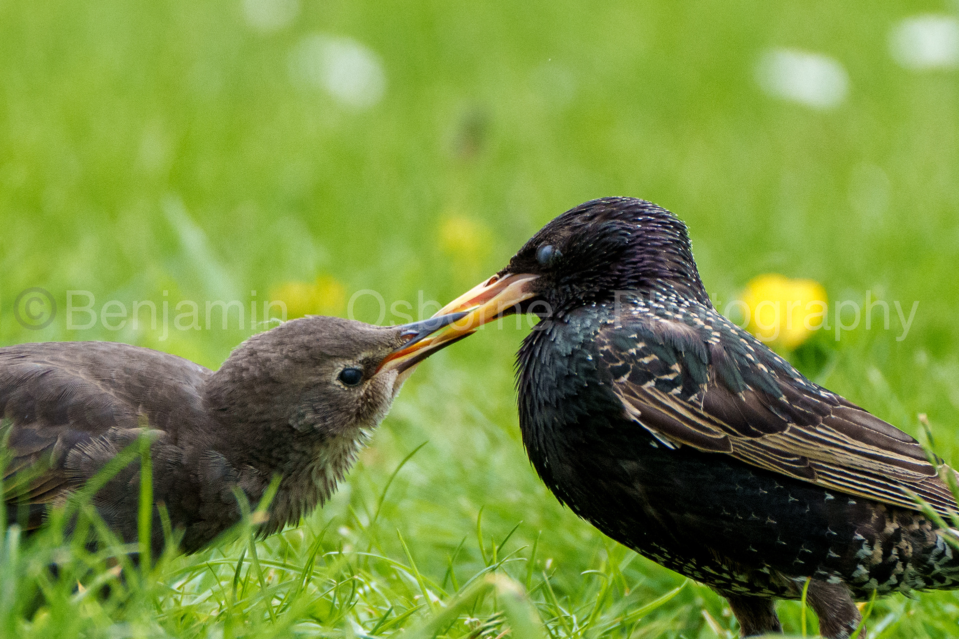 Starling