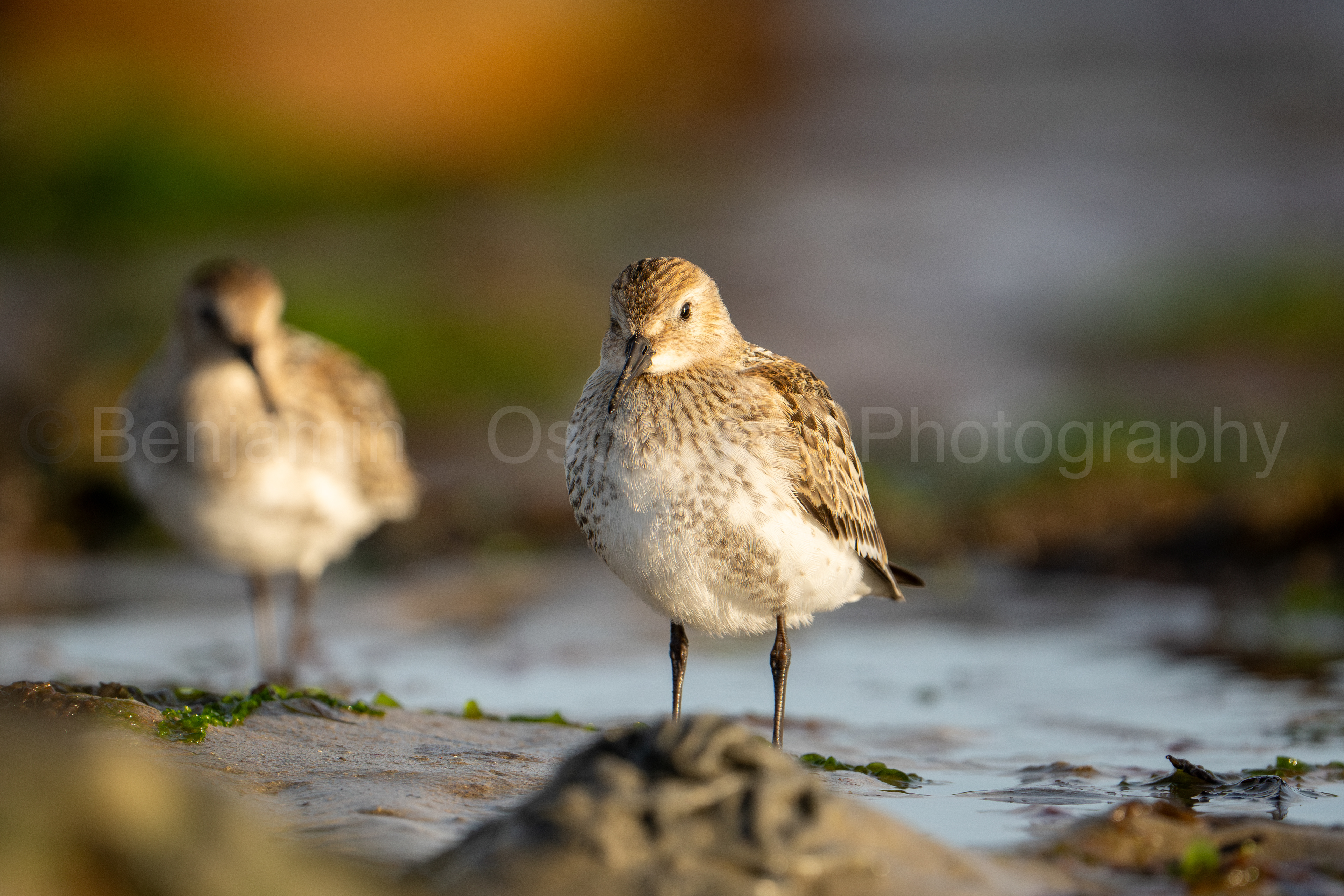 Dunlin 5