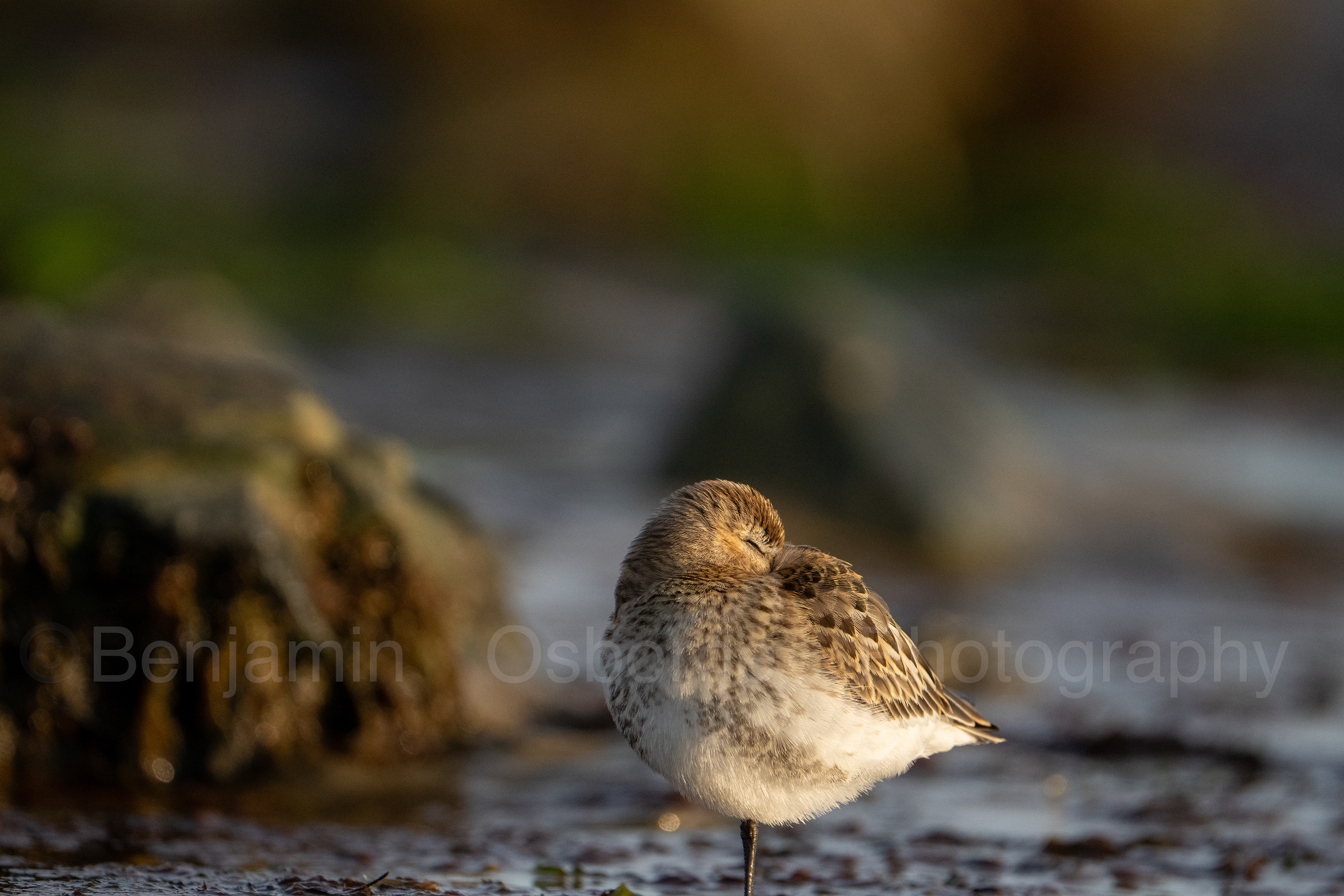 Dunlin