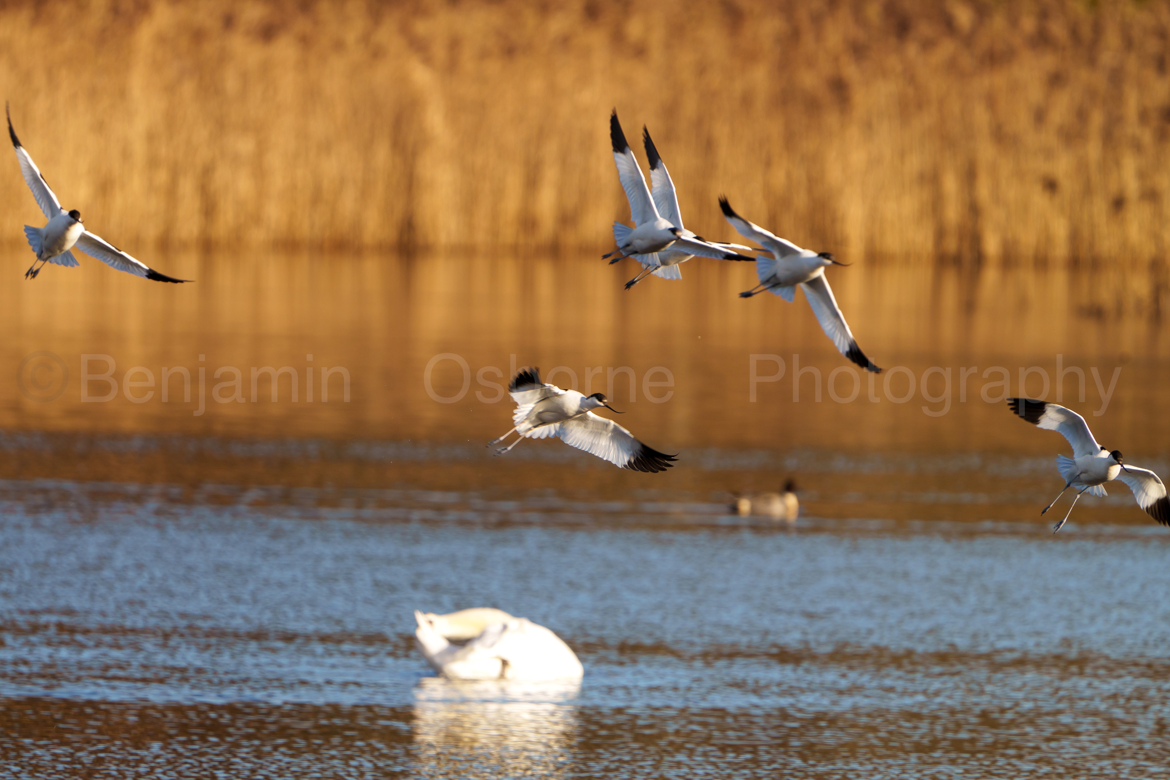 Avocet 2