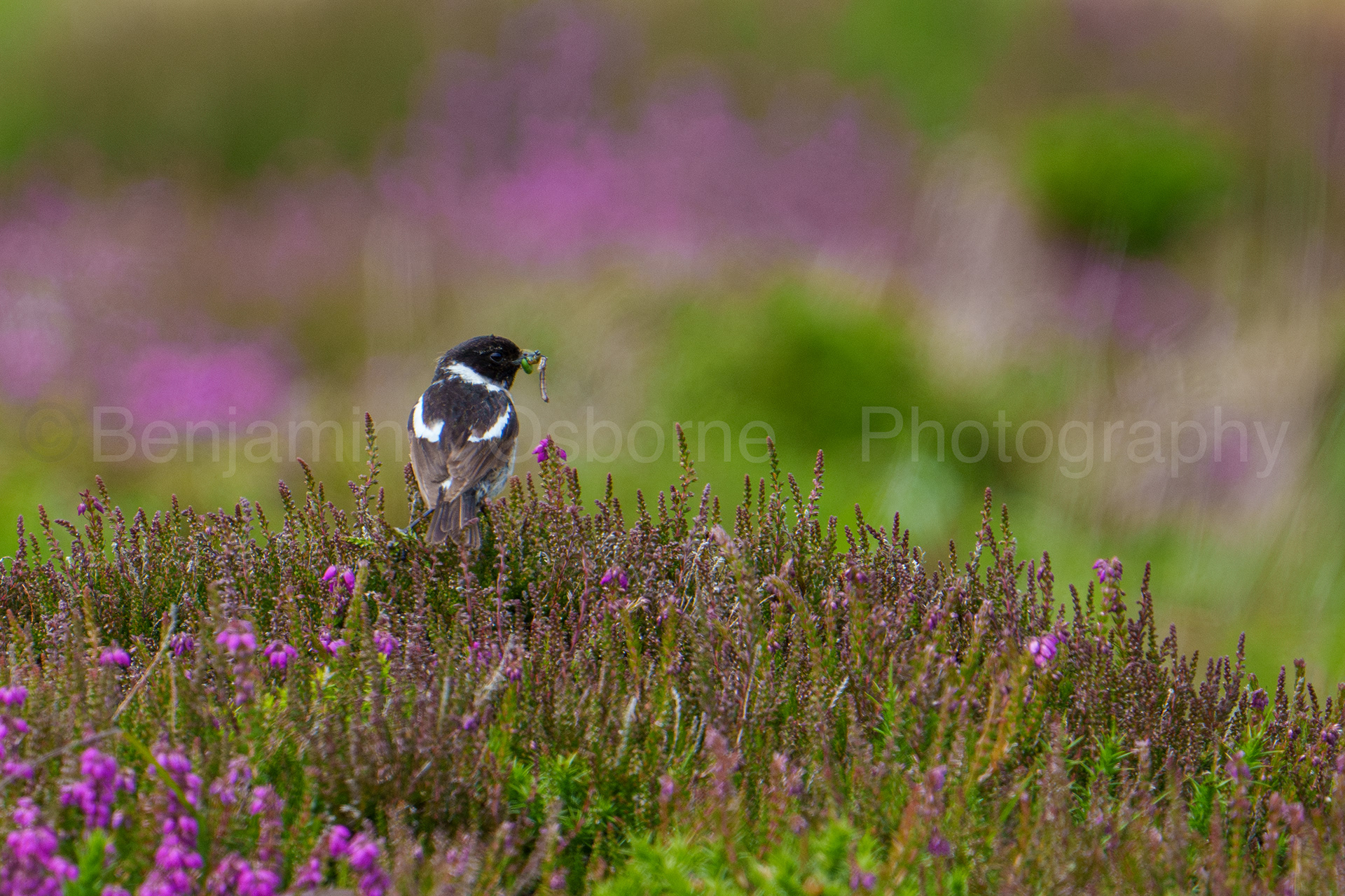 Stonechat 2