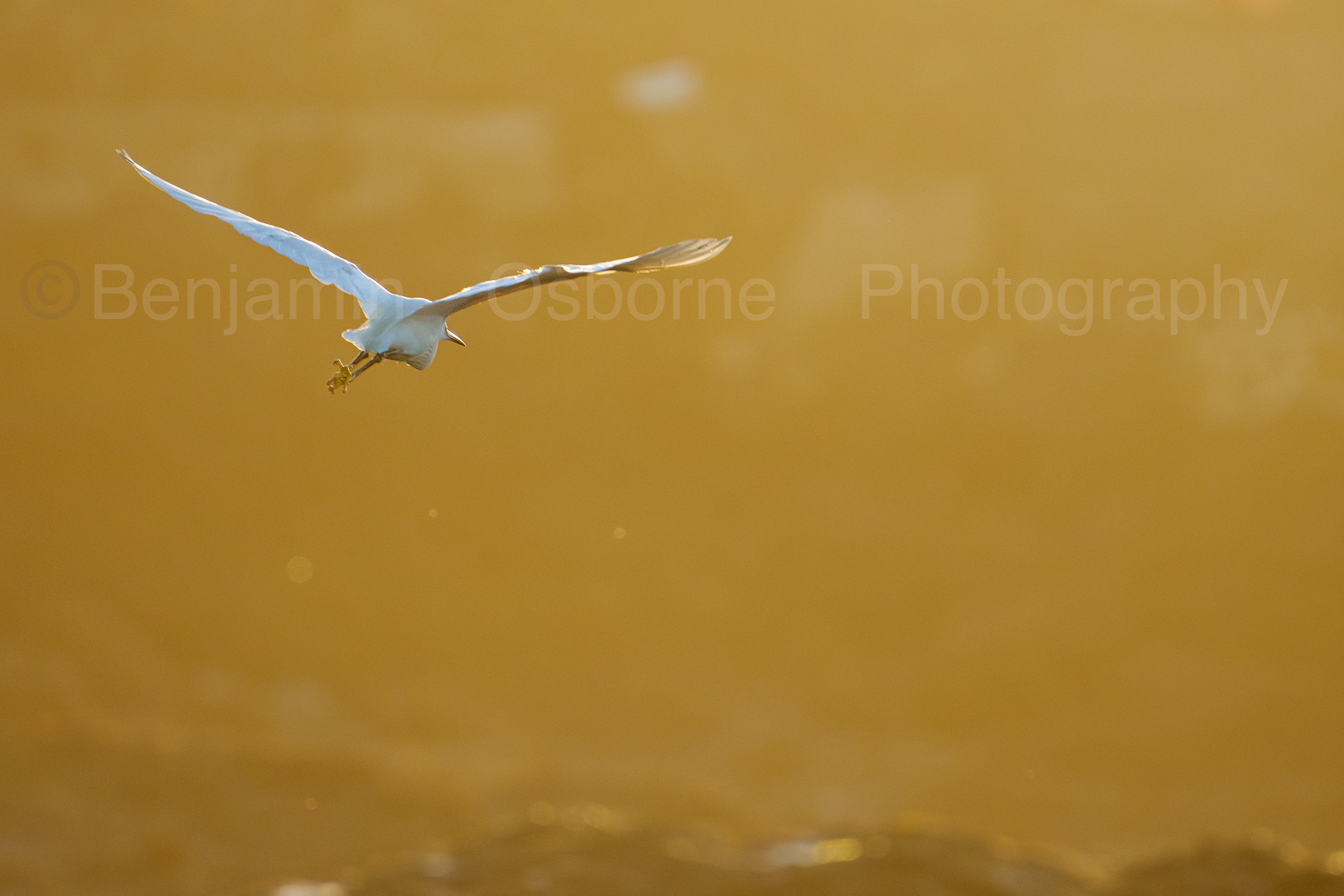 Little egret