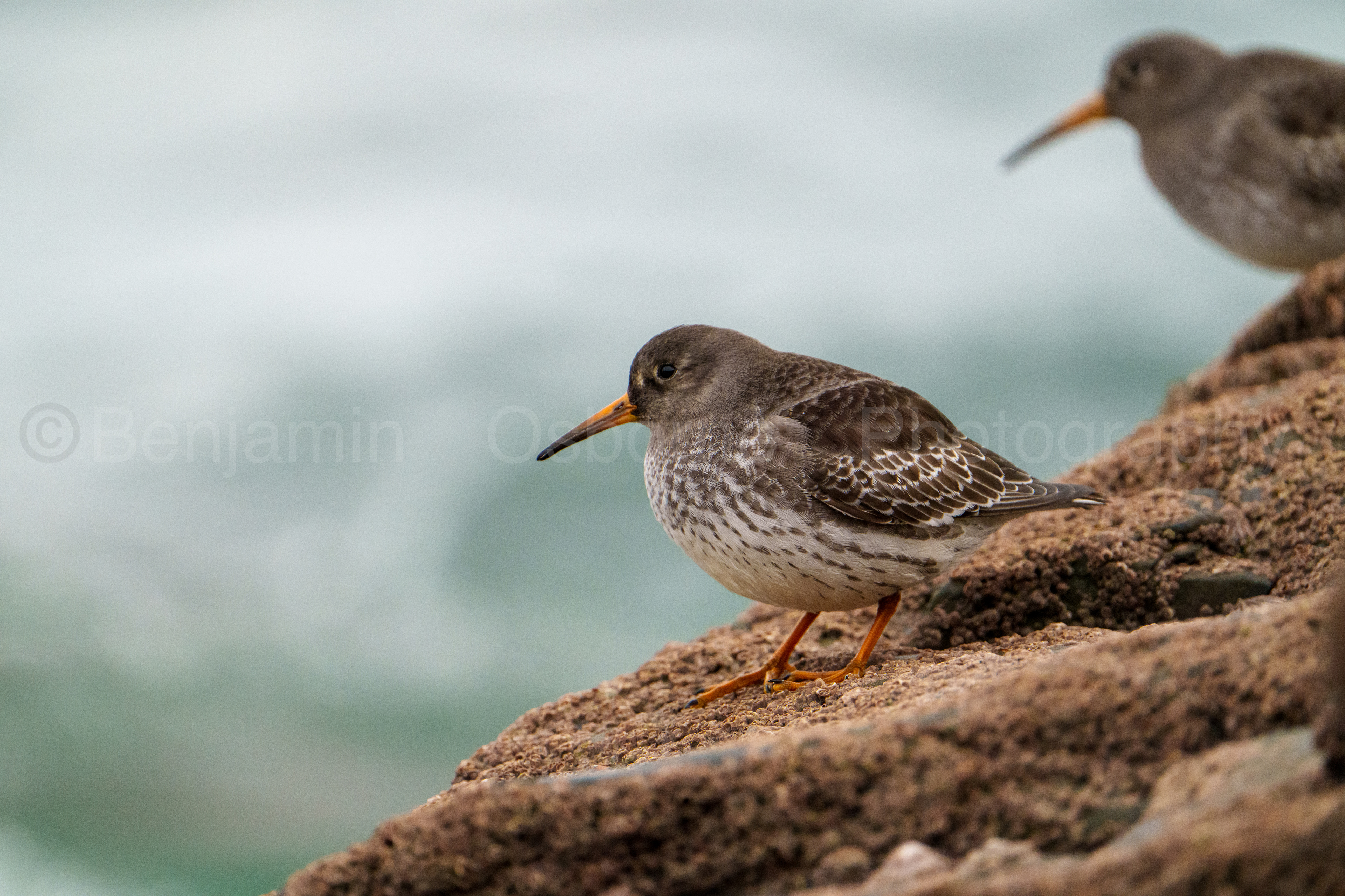 Purple sandpiper