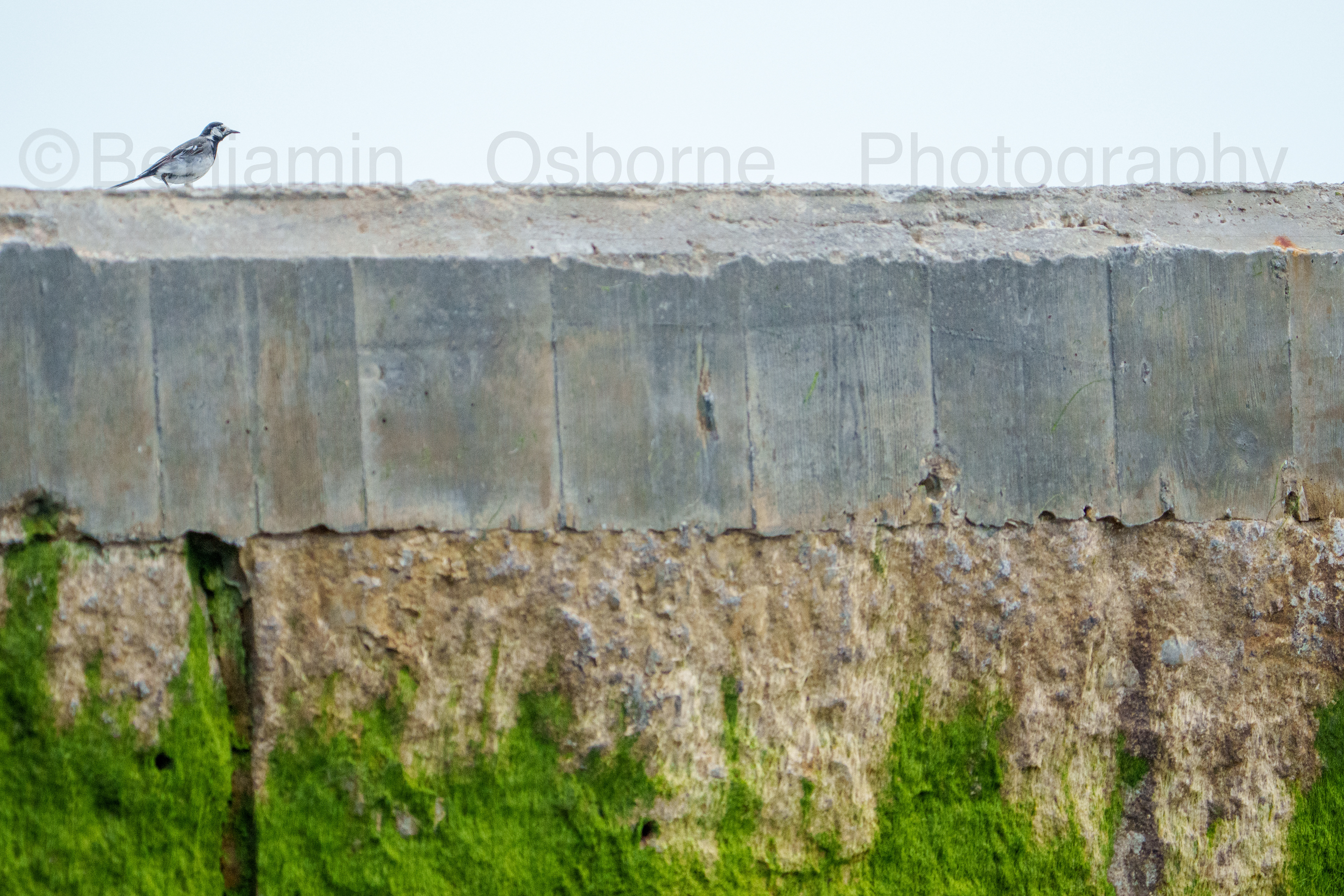 Pied wagtail 2